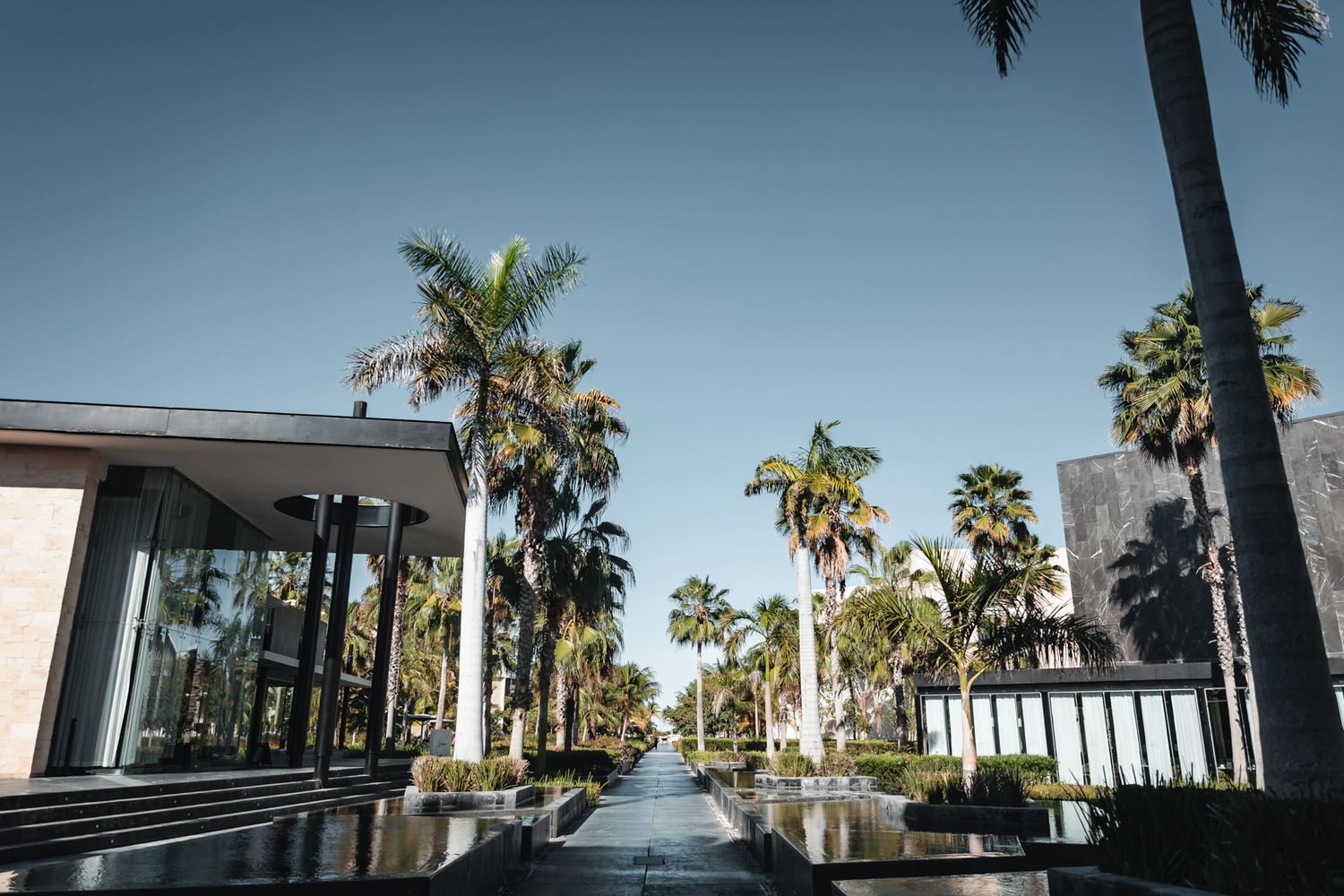 Luxury resort entrance with tall palm trees lining a reflective water feature pathway under a clear blue sky.