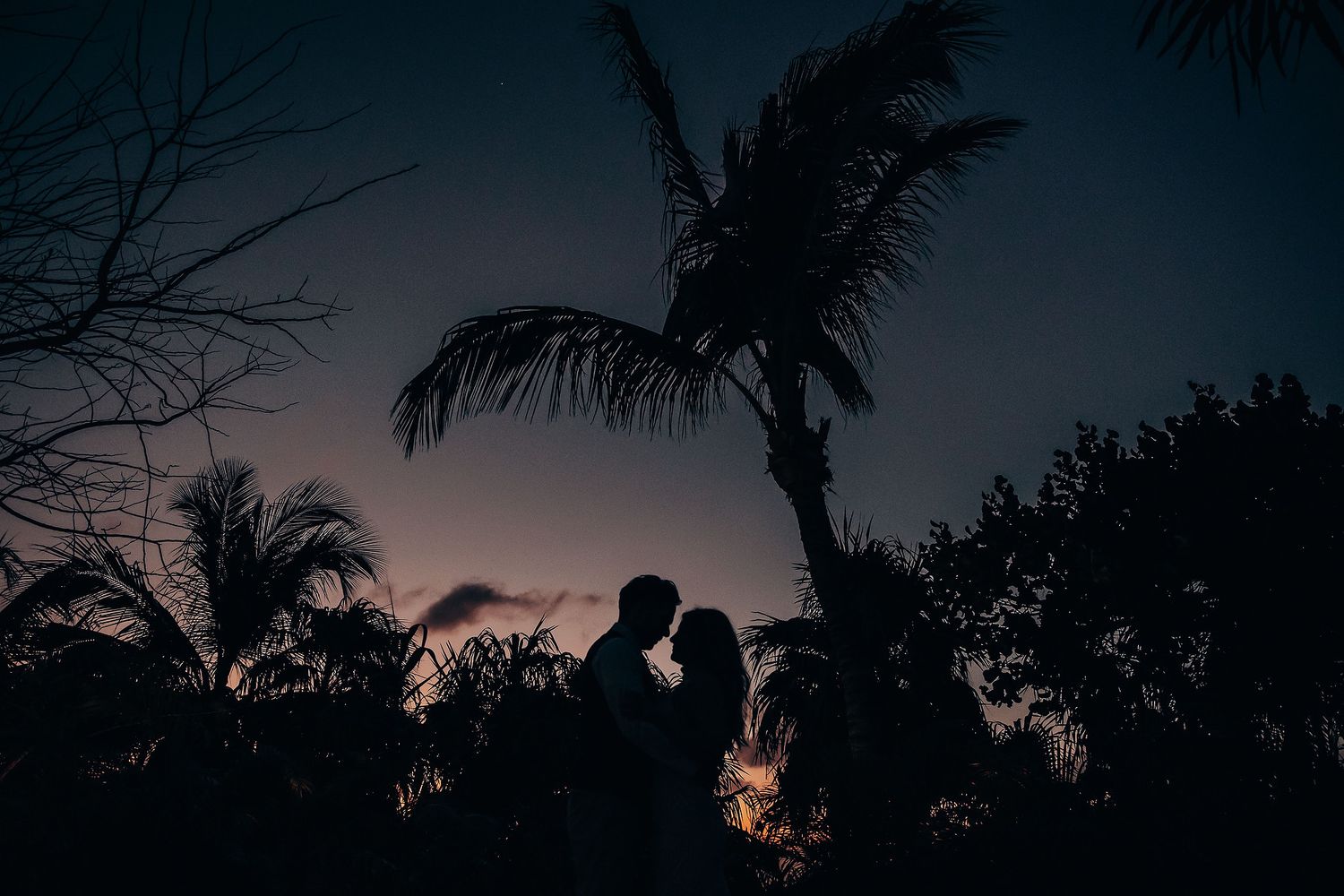 Silhouettes of palm trees and foliage against a dusky evening sky.