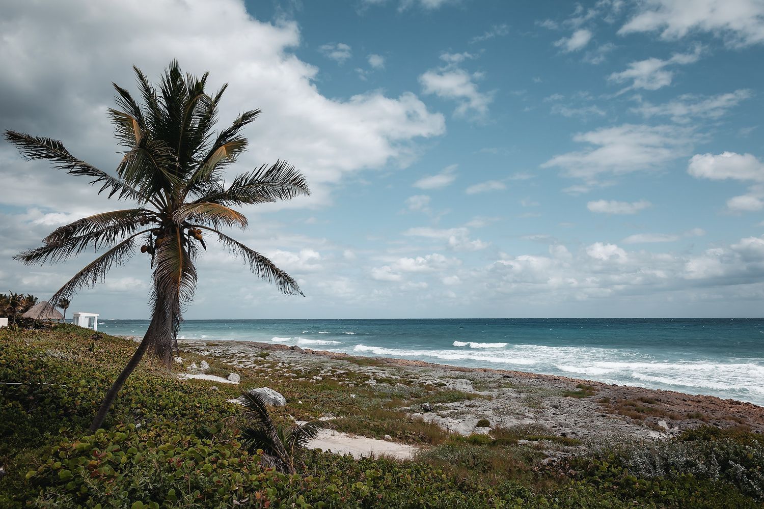 A lone palm tree sways on a rocky Caribbean coastline with turquoise waves and dramatic cloudy skies.