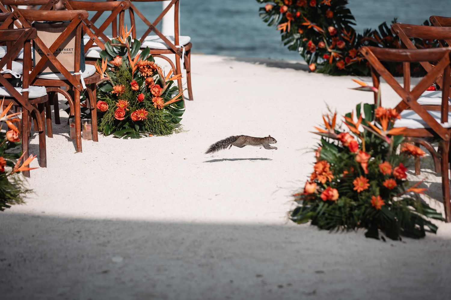Squirrel running down sandy beach wedding aisle lined with wooden chairs and vibrant orange tropical floral arrangements.