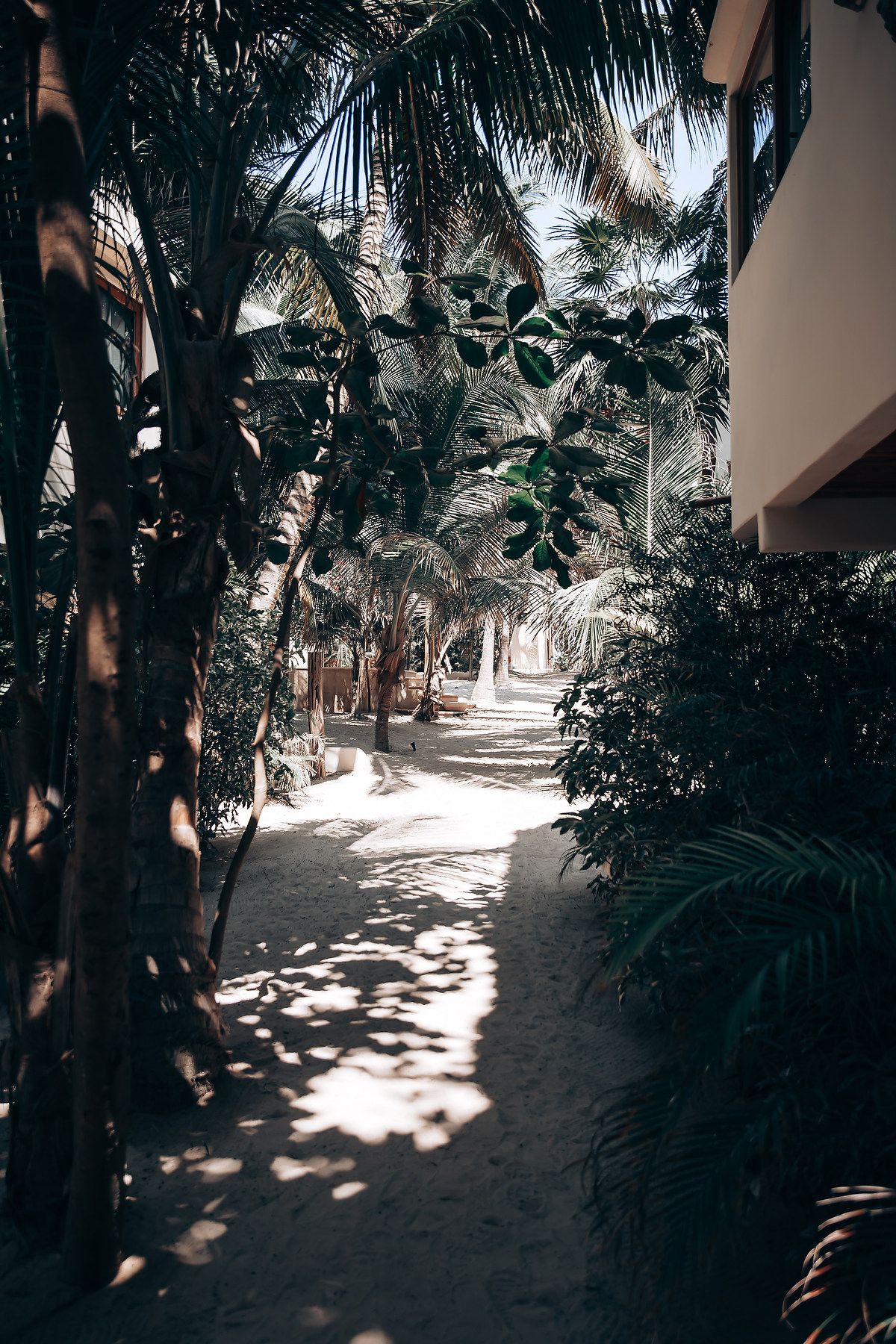 Palm trees line a sandy pathway creating dappled shadows at a tropical resort destination.