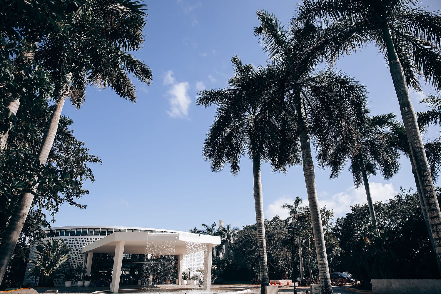 Row of tall palm trees against bright blue sky at tropical wedding venue.