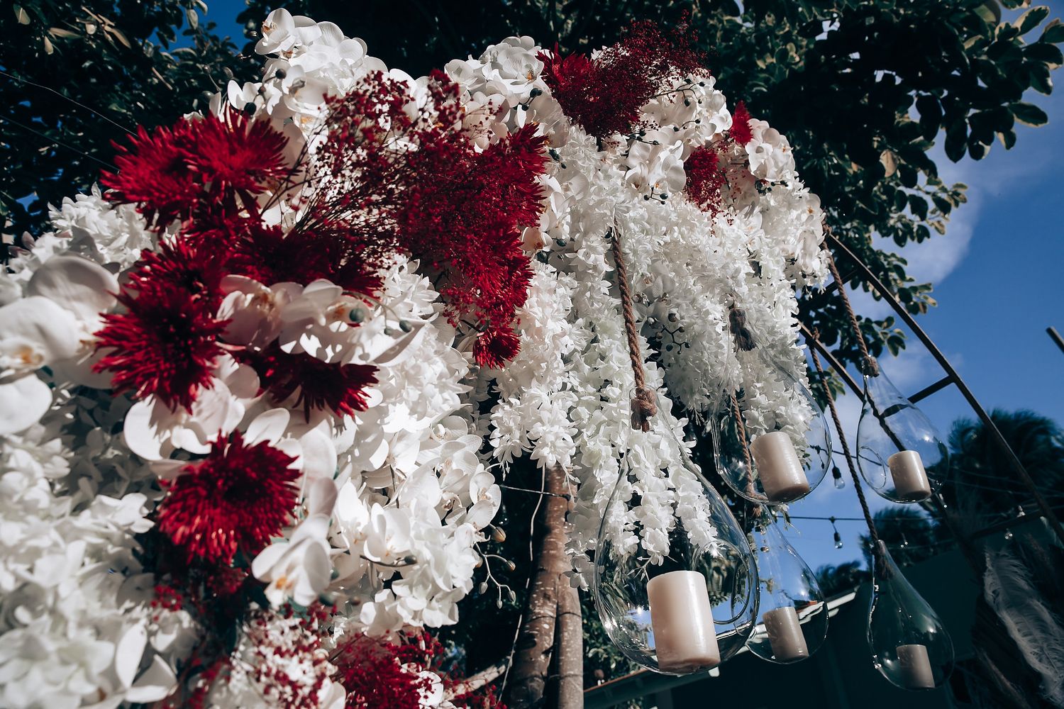 Deep red chrysanthemum flowers contrast beautifully with white blooms against a bright blue sky in a garden setting.