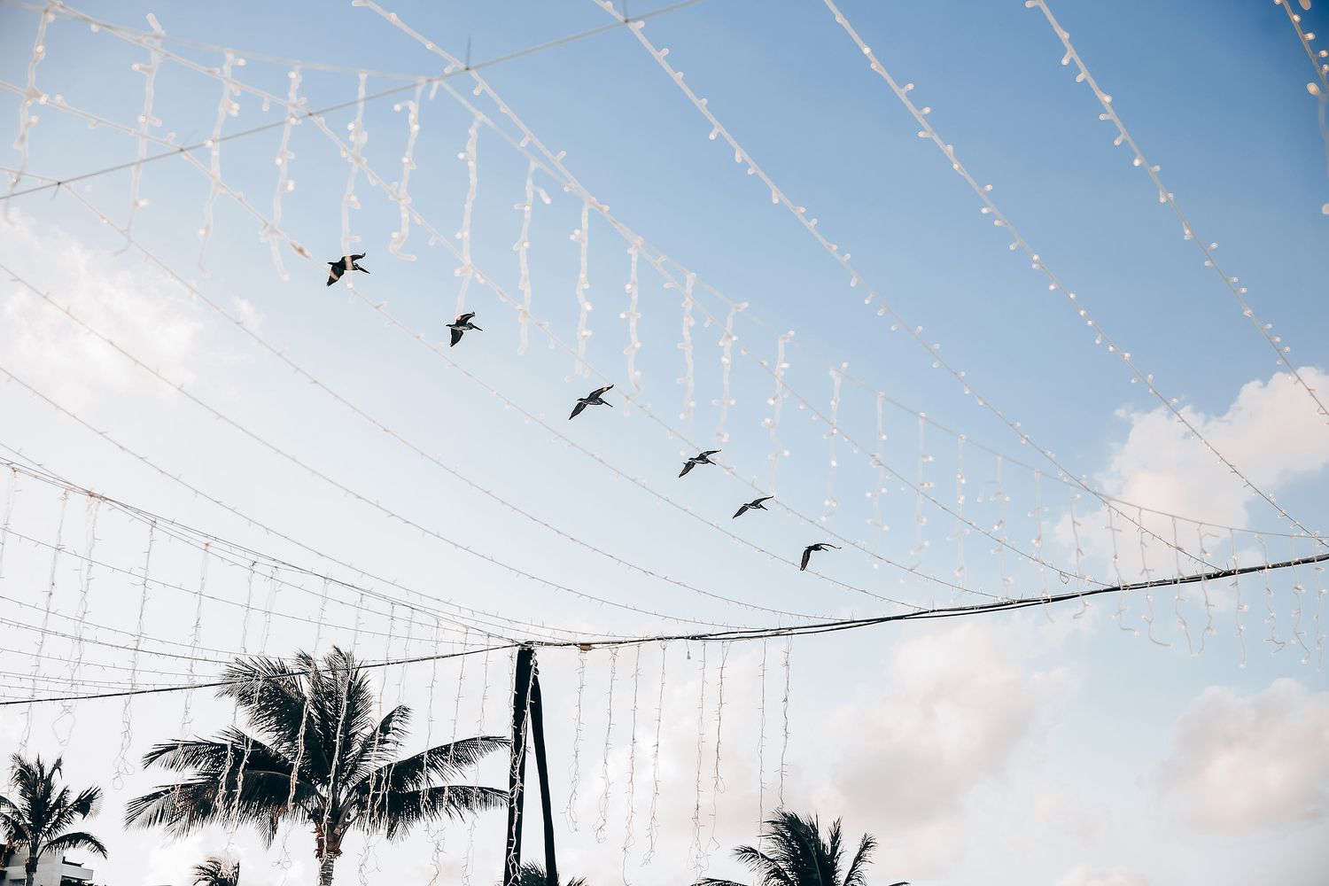 Birds flying in formation beneath string lights and palm trees against a blue sky with white clouds.