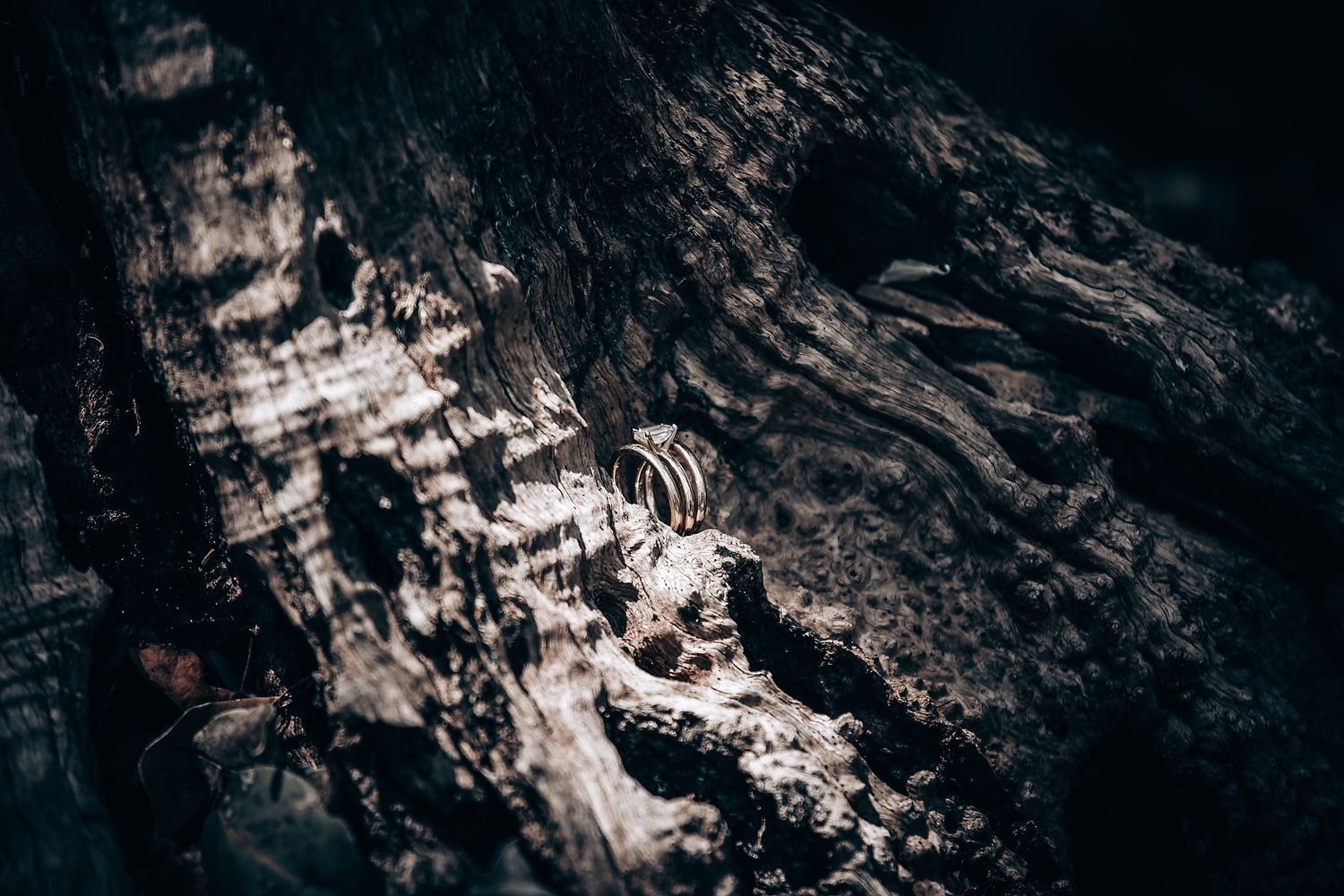 Moody black and white forest scene with dramatic shadows and natural textures.
