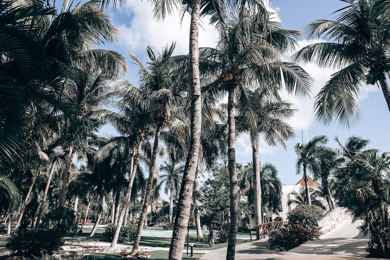 Scenic row of tall palm trees line a tropical beach path under bright blue skies.