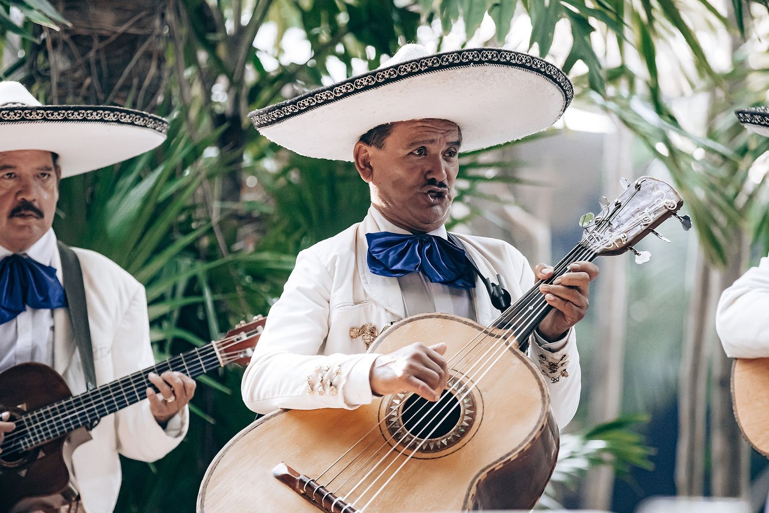Traditional mariachi band performs with guitars and violins at an outdoor event surrounded by tropical plants.