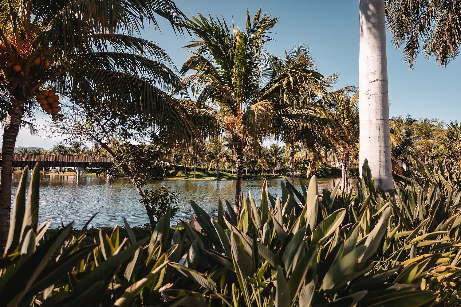 Panoramic view of a tropical waterfront with palm trees and lush vegetation along a tranquil lake.
