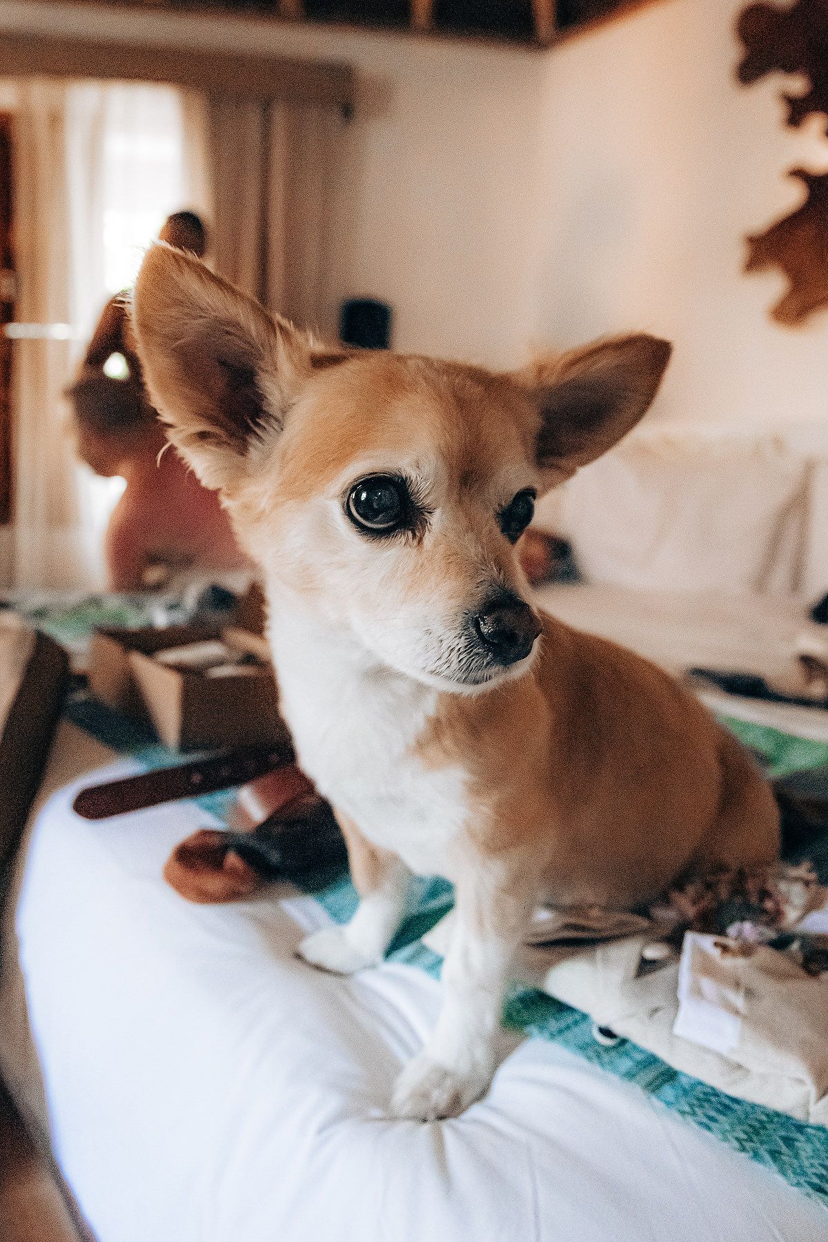 Series of close-up shots showing a tan Chihuahua dog with large ears resting on white bedding.