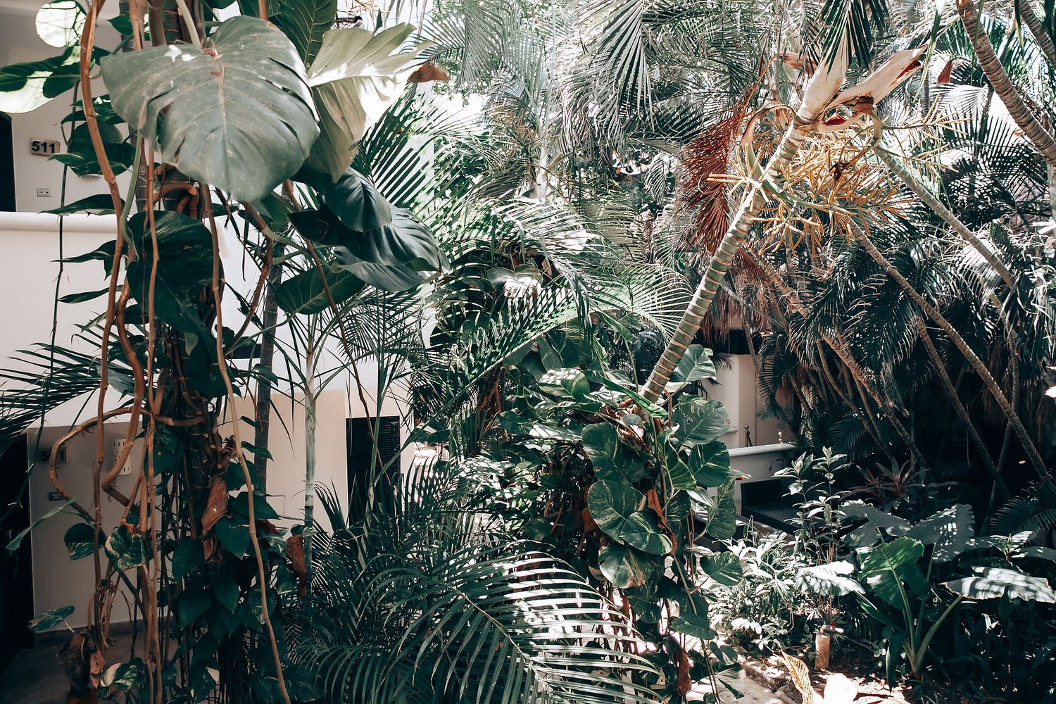 Lush tropical plants and greenery create a jungle-like atmosphere in an indoor conservatory space.
