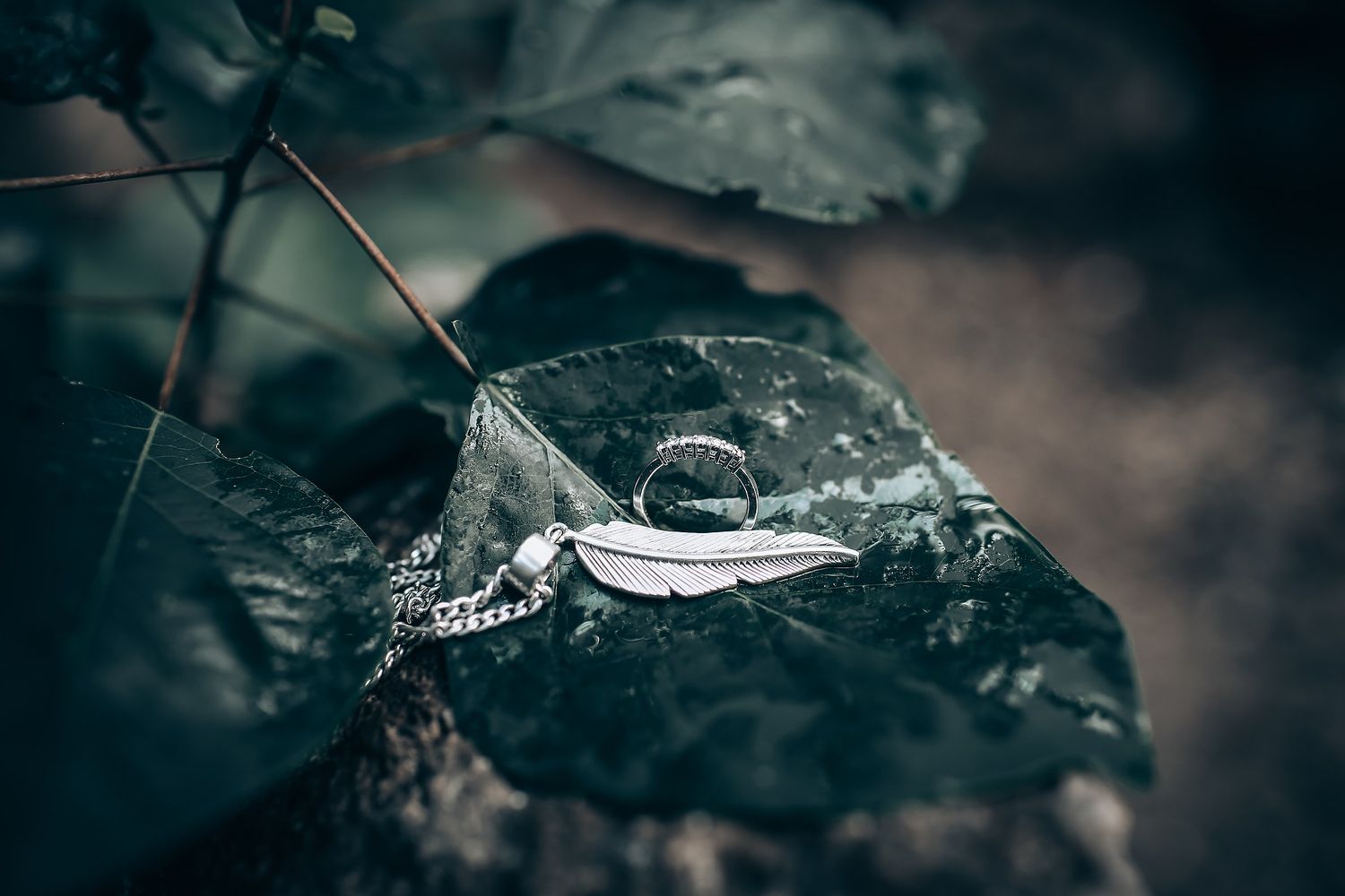 Close-up detail of dewdrops on dark leaves in moody forest lighting.
