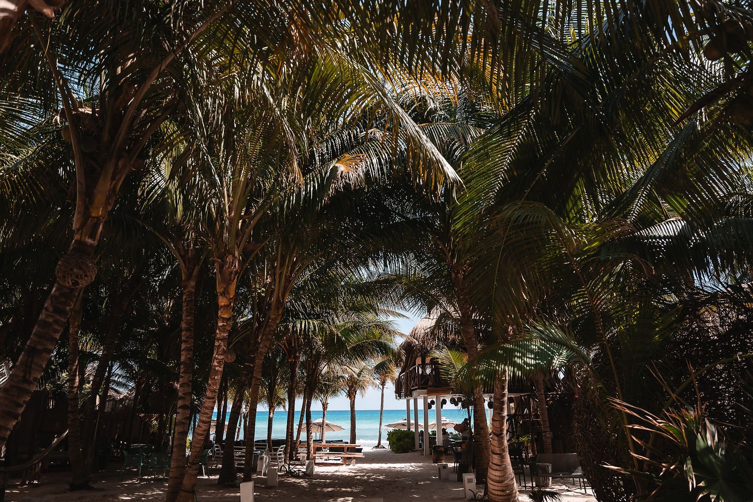 Palm trees create a natural canopy over a sandy beach pathway leading to turquoise ocean waters.
