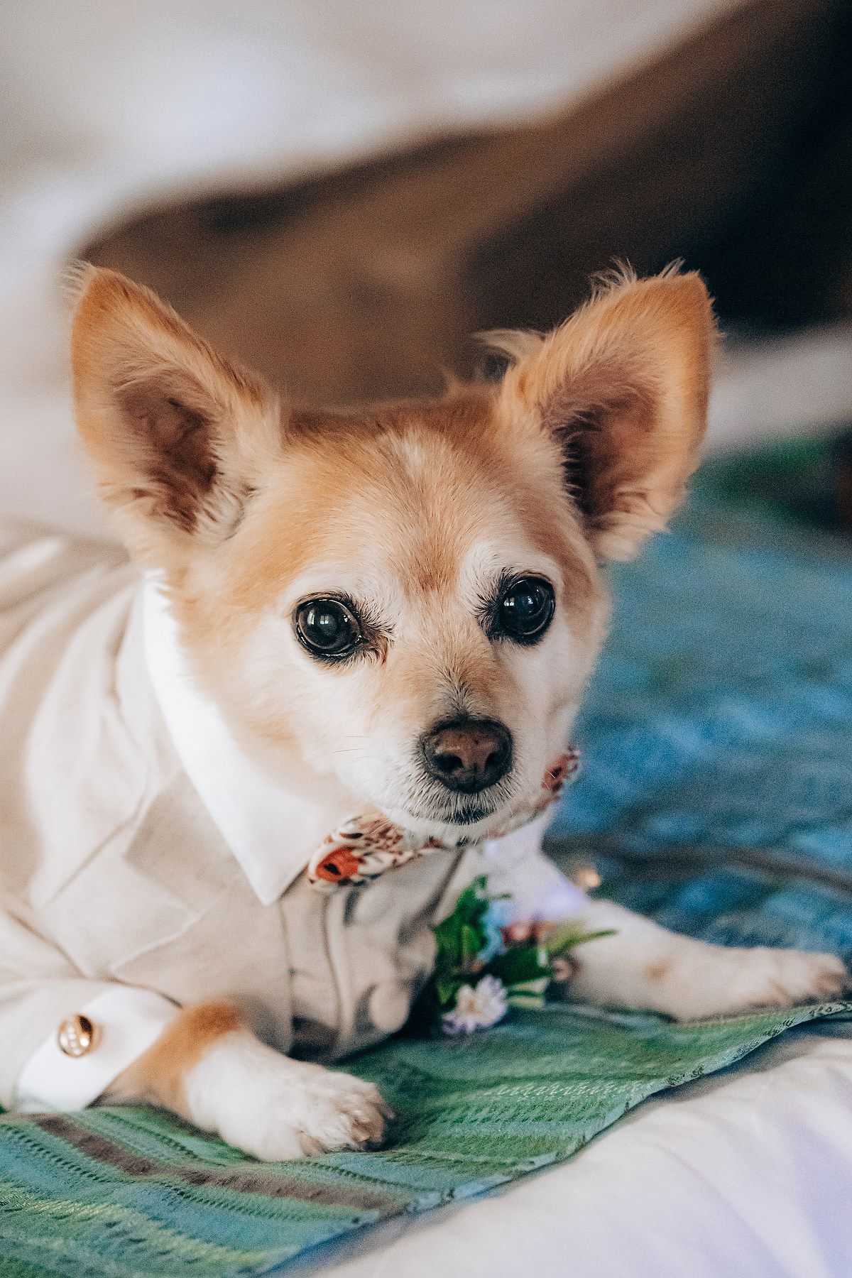 A cream-colored Chihuahua dog rests on a turquoise blanket with a gentle expression on its face.