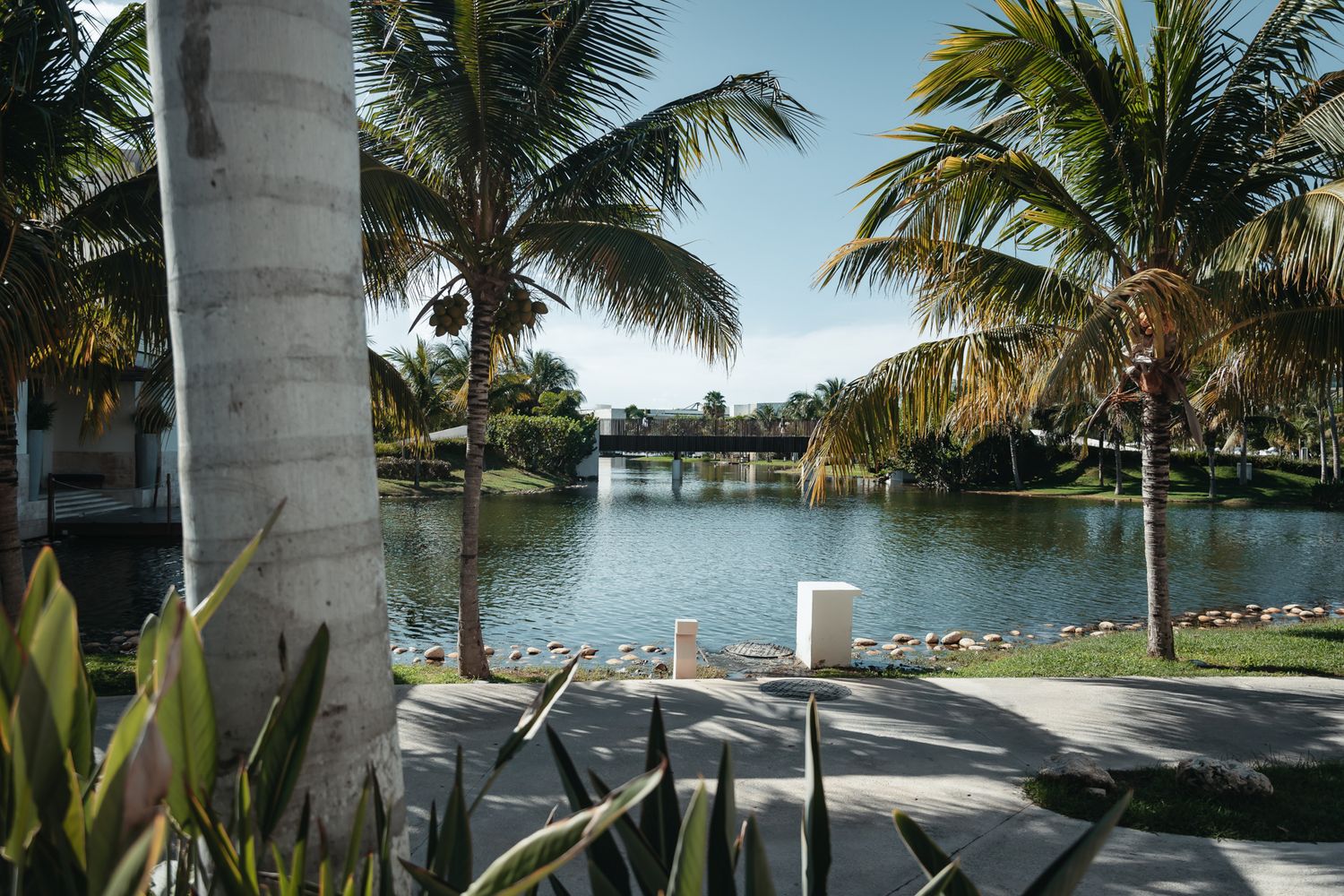 Tropical waterfront scene with palm trees, lush greenery, and a serene lake with a bridge under clear blue skies.