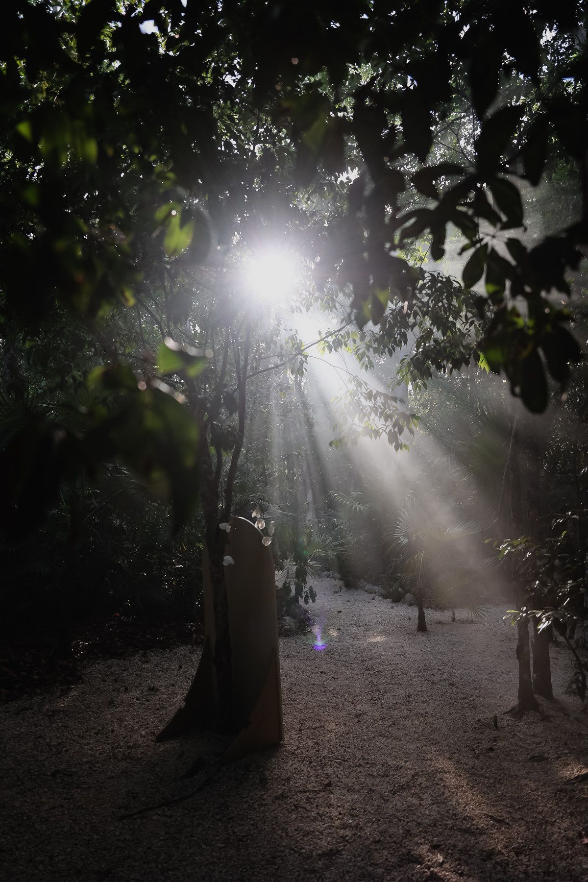Sunbeams filter through lush forest canopy creating magical light rays on woodland path below.