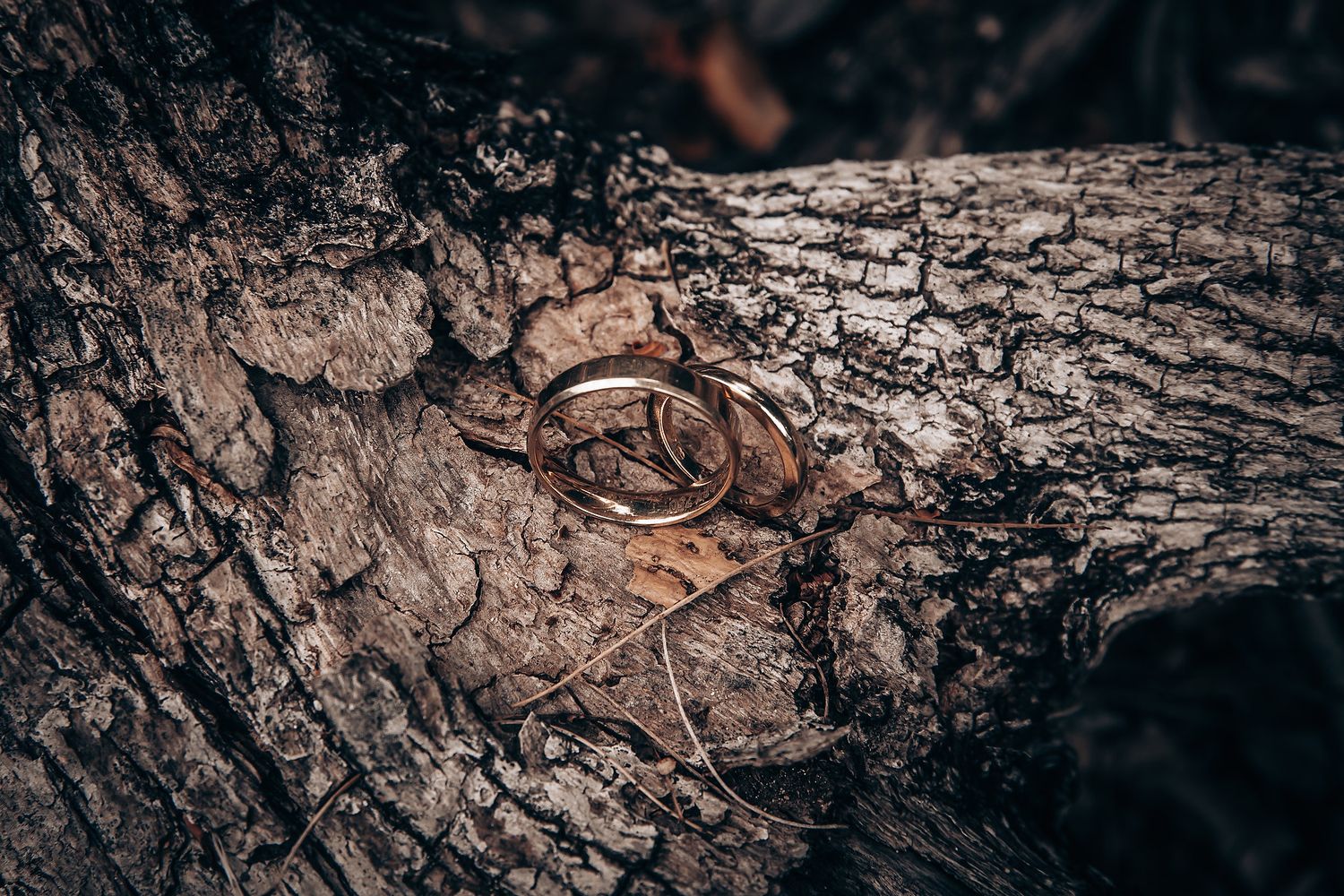 Wedding rings photographed on textured tree bark in artistic detail.
