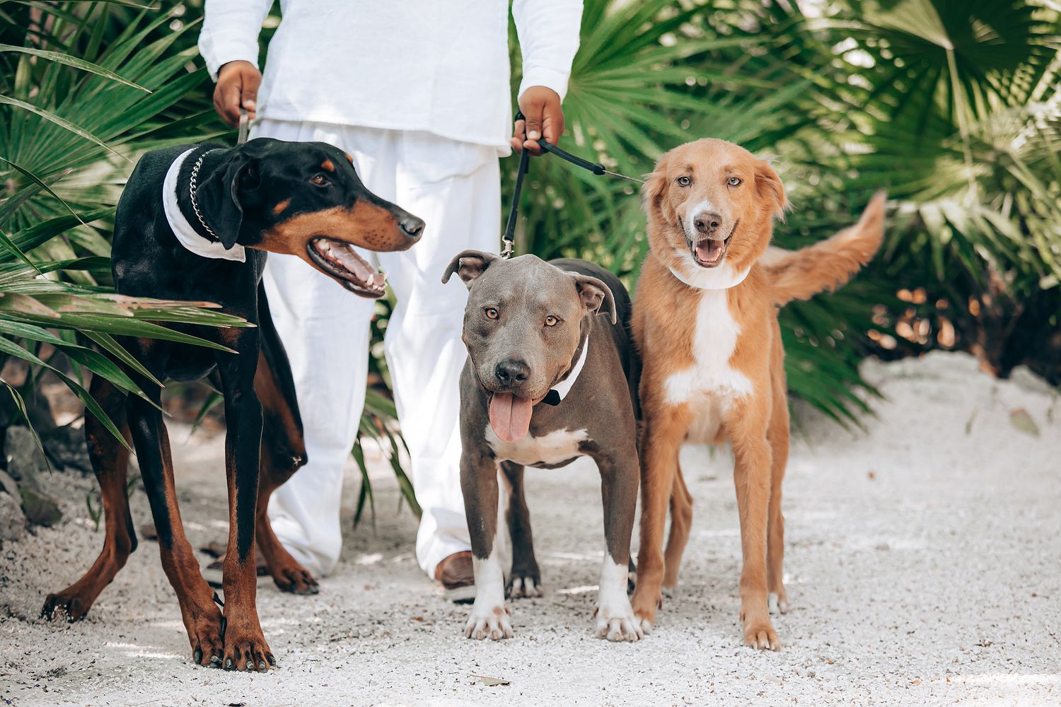 Three happy dogs of different breeds stand together on a sandy path surrounded by tropical plants.