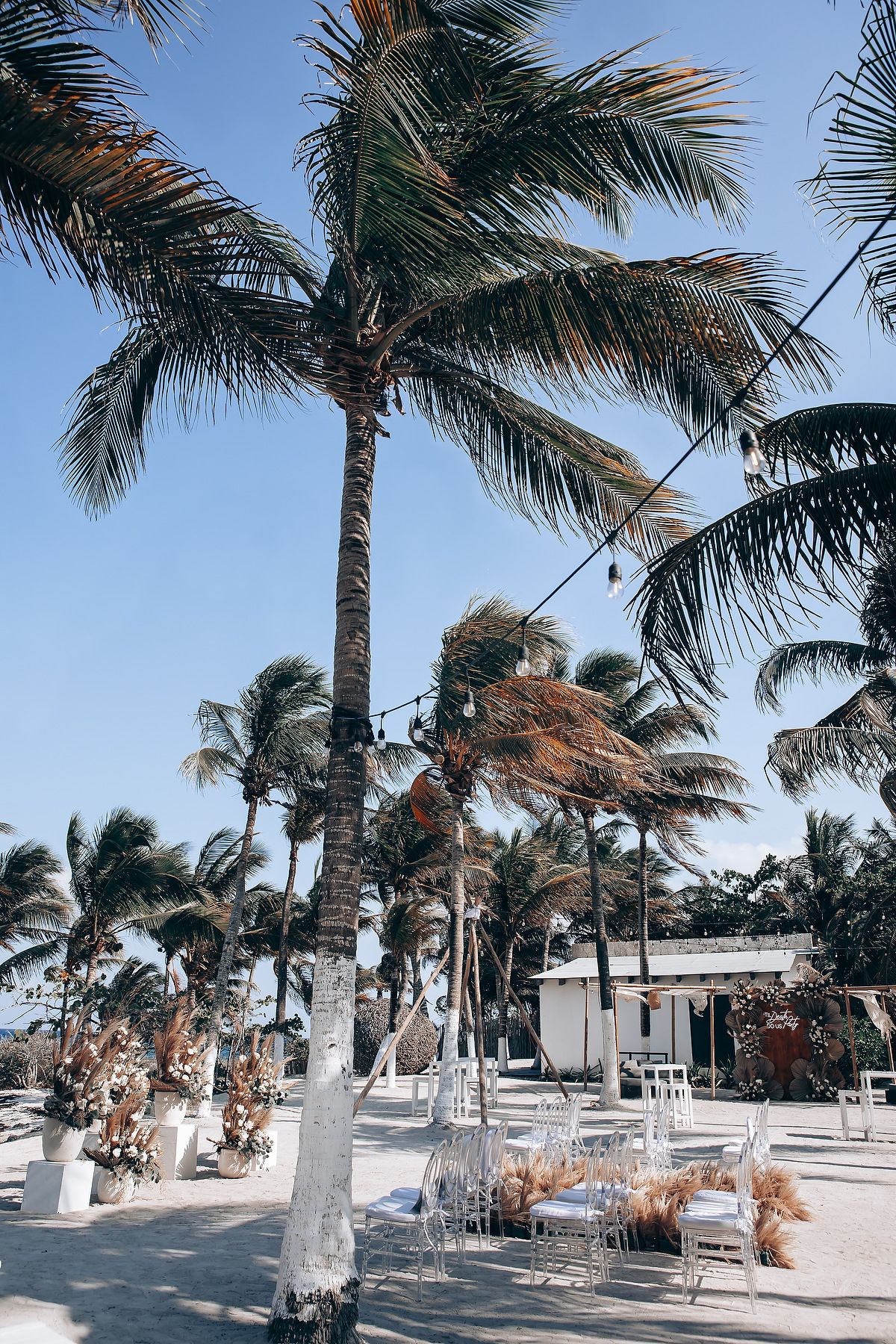Palm trees sway in strong winds along a beachfront walkway with white-painted trunks and sandy path on a sunny day.
