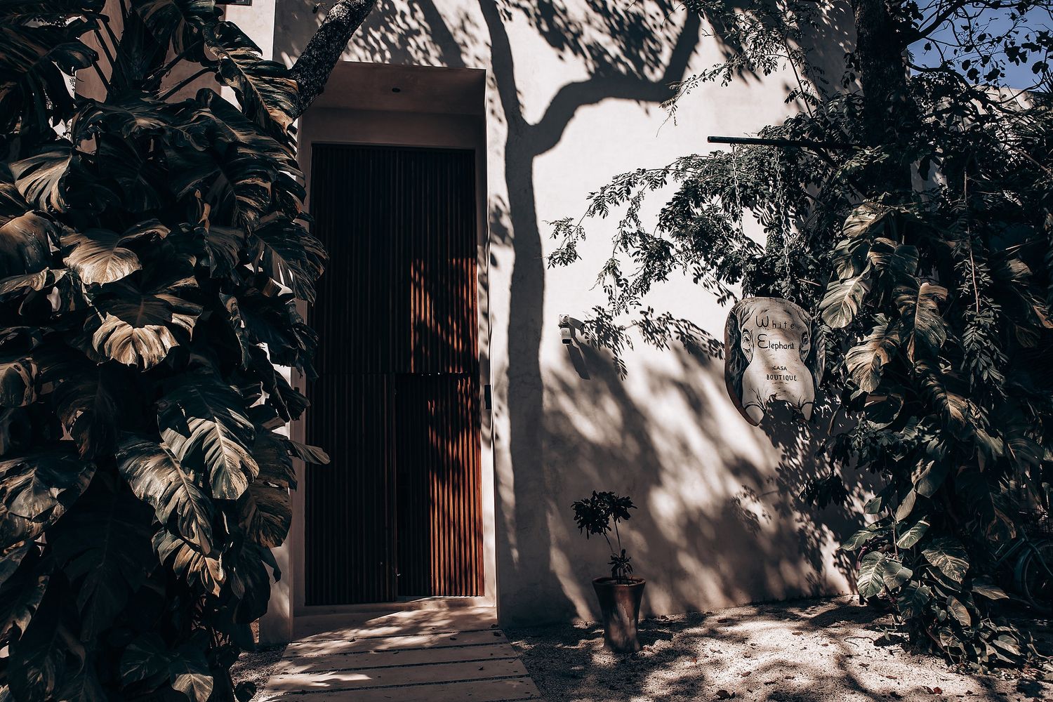 Wooden door framed by lush tropical plants casts dramatic shadows on a white stucco wall in natural sunlight.