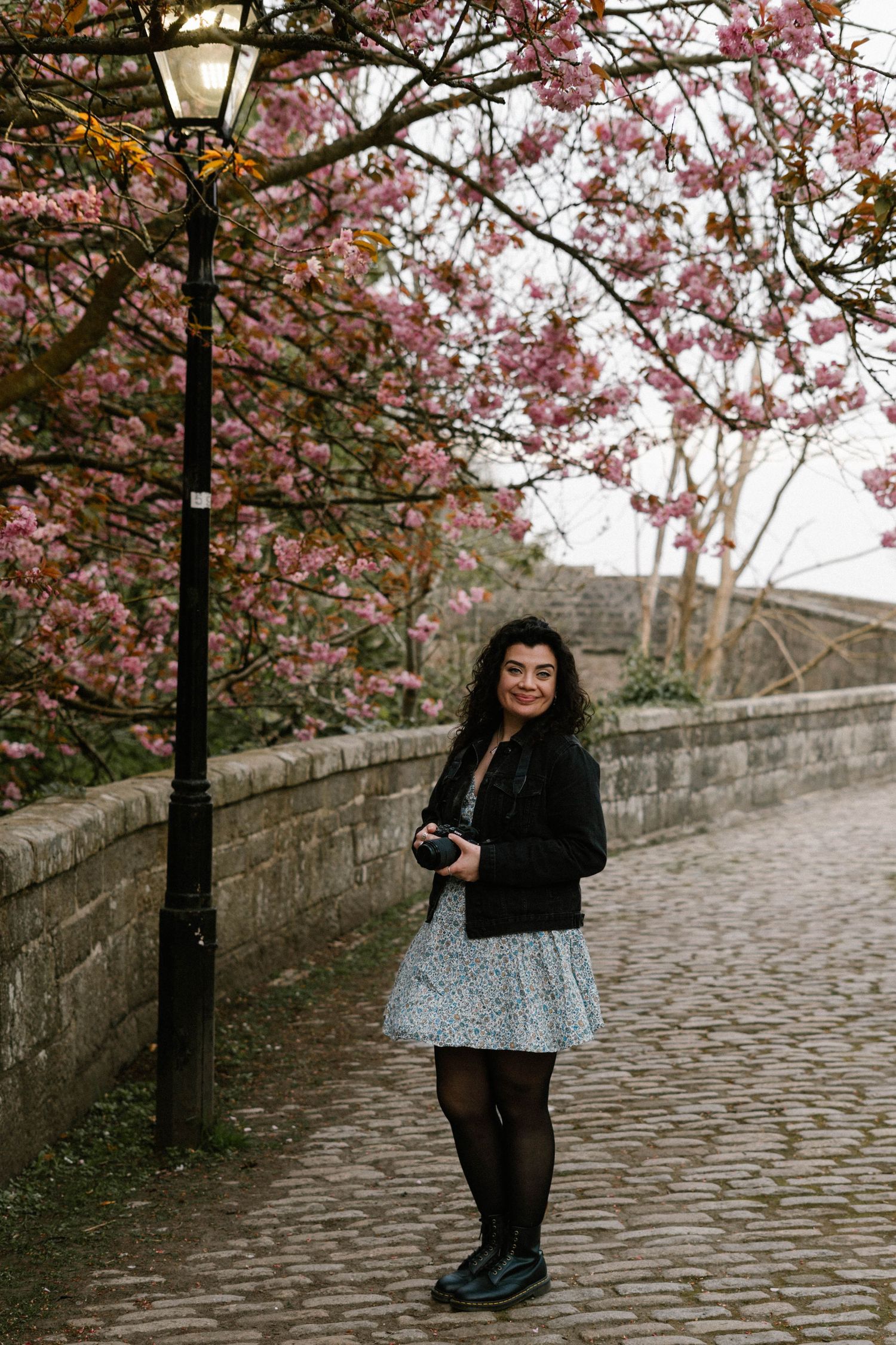 Beautiful cherry blossoms frame a cobblestone path along a stone wall.
