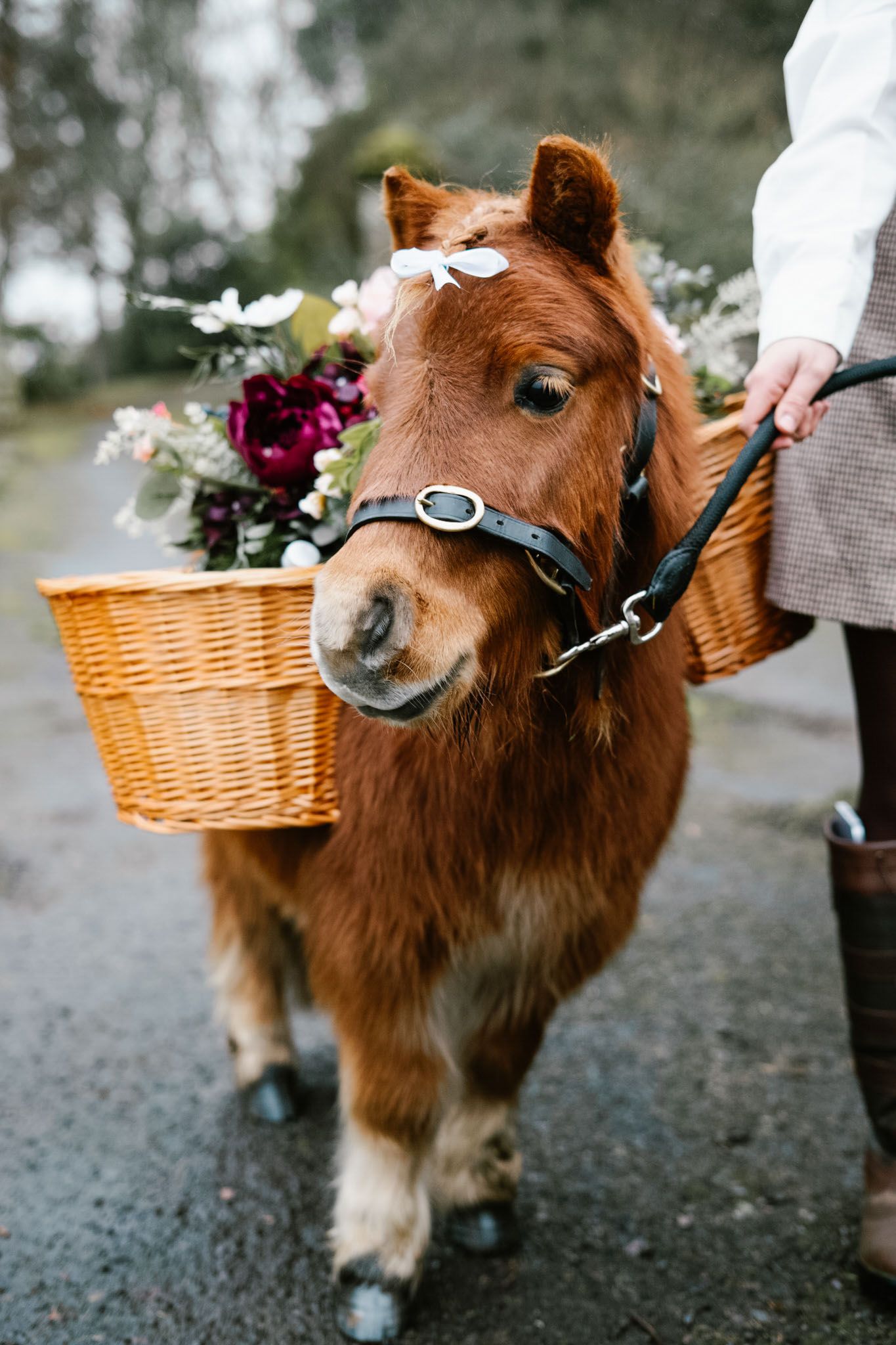 An adorable miniature pony carrying flowers in a wicker basket.