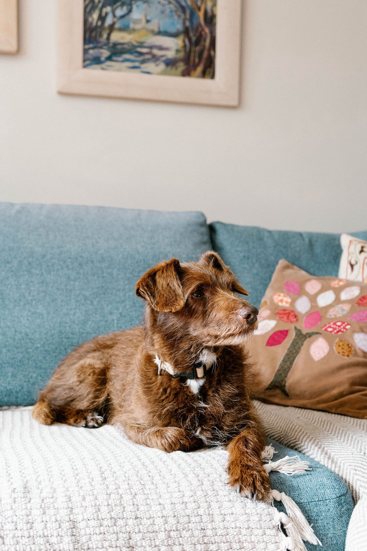 A brown terrier dog rests peacefully on a blue couch with white cushions.