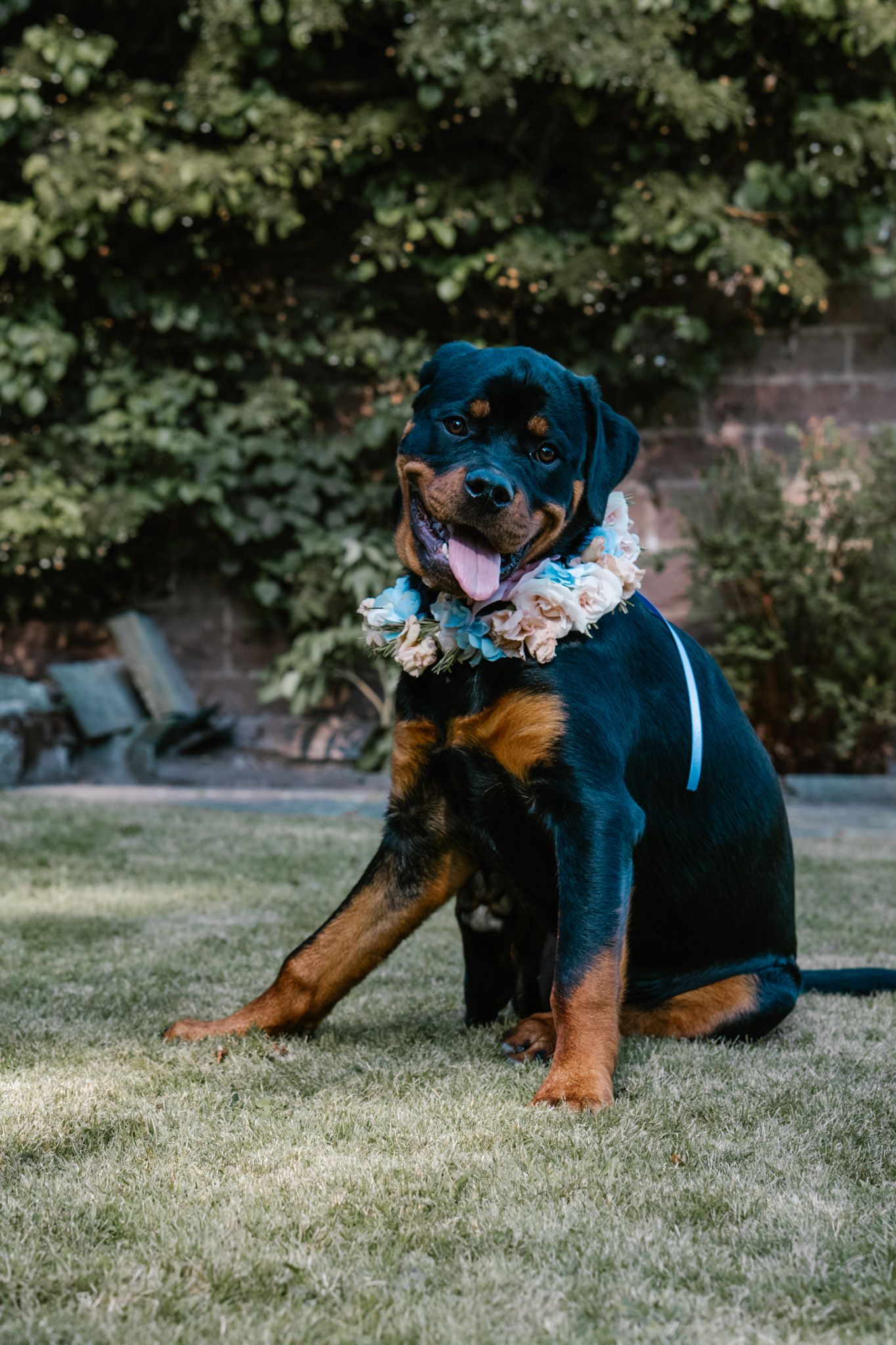 Dog wearing blue bow tie resting on grass during wedding.