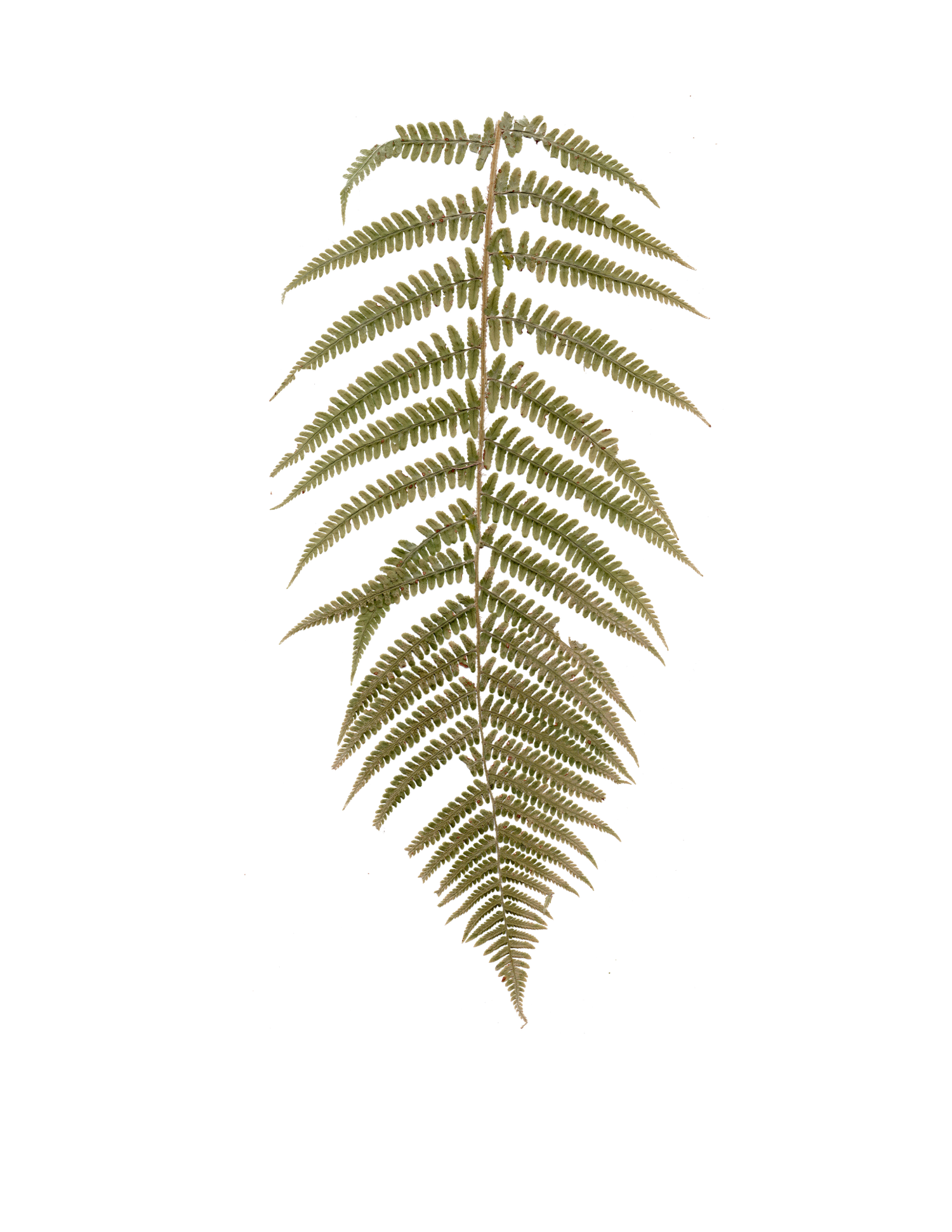 Custom vintage brand graphic of pressed fern for Gypsy Lens Photography, Northeast Ohio documentary wedding and elopement photographer