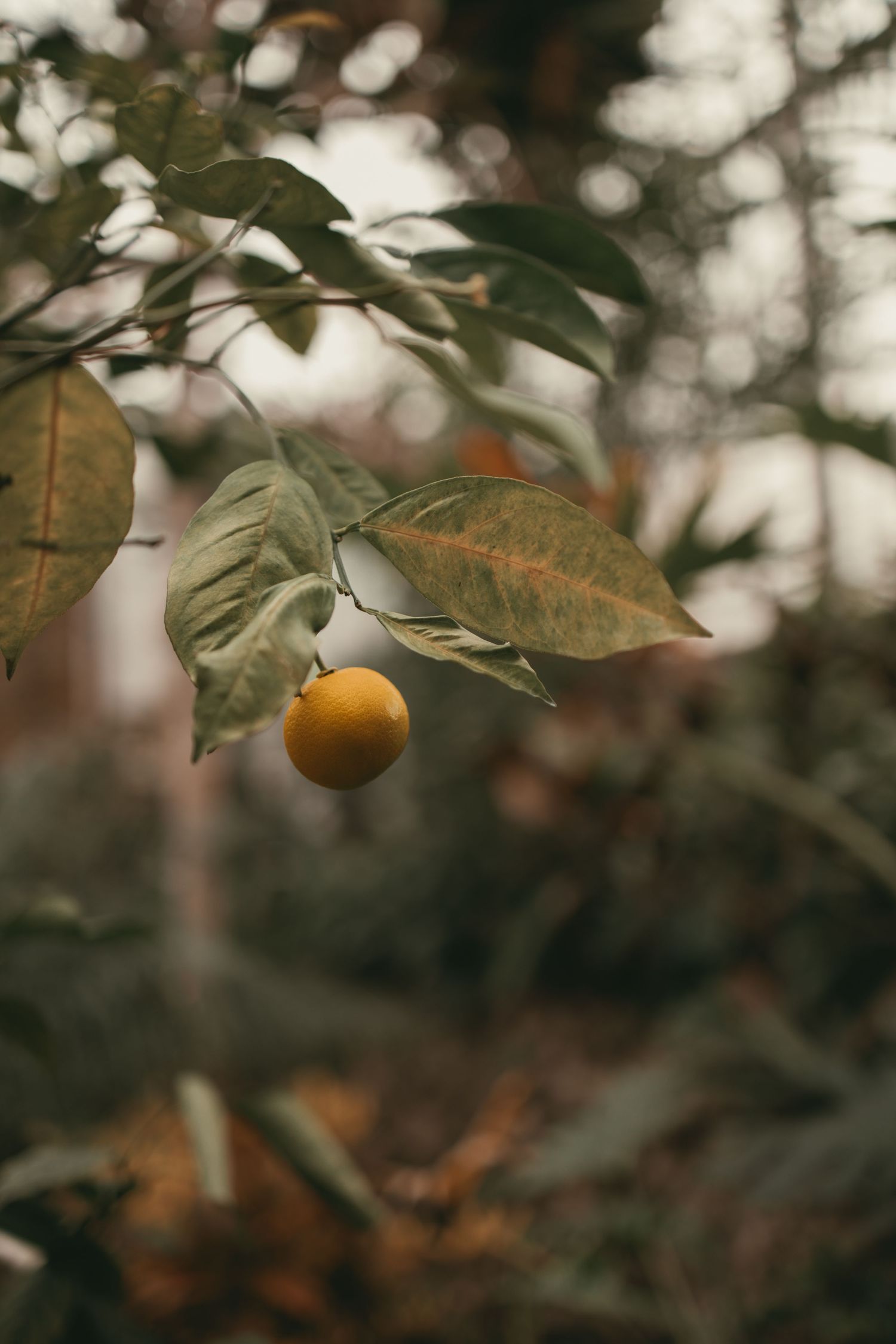 Moody nature photography of citrus fruits in Cleveland Ohio by Gypsy Lens Photography, a moody documentary wedding photographer