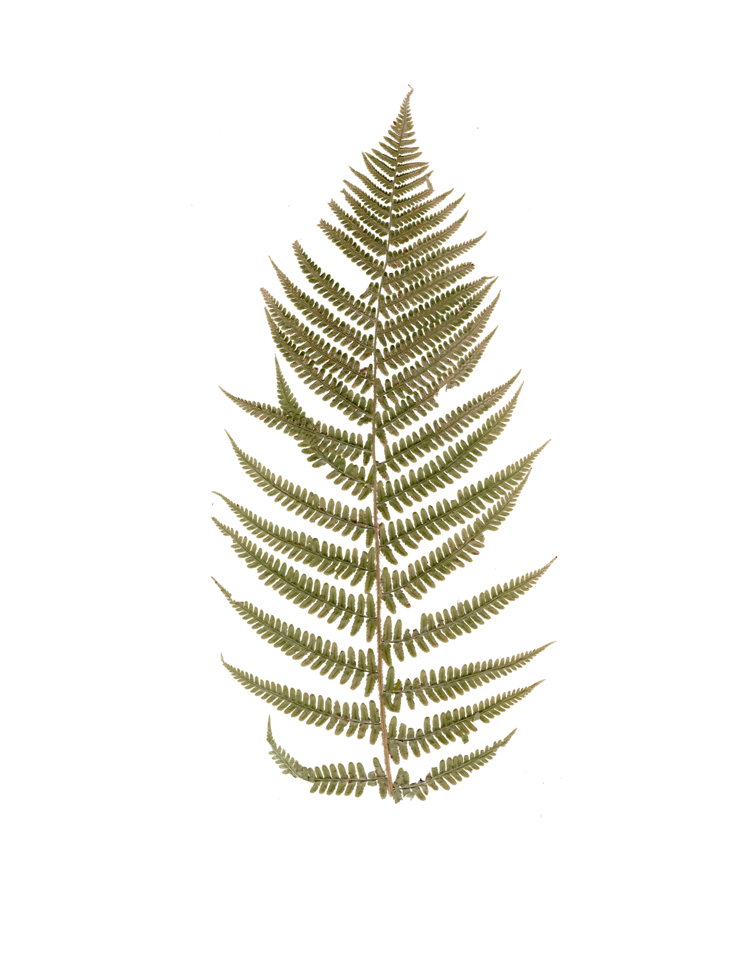 Custom vintage brand graphic of pressed fern for Gypsy Lens Photography, Northeast Ohio documentary wedding and elopement photographer