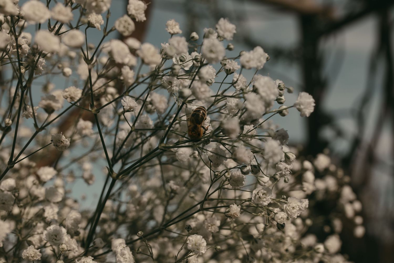 Close up of bee in flowers on wedding day in Cleveland Ohio by Gypsy Lens Photography. Moody, vintage, documentary wedding photography.