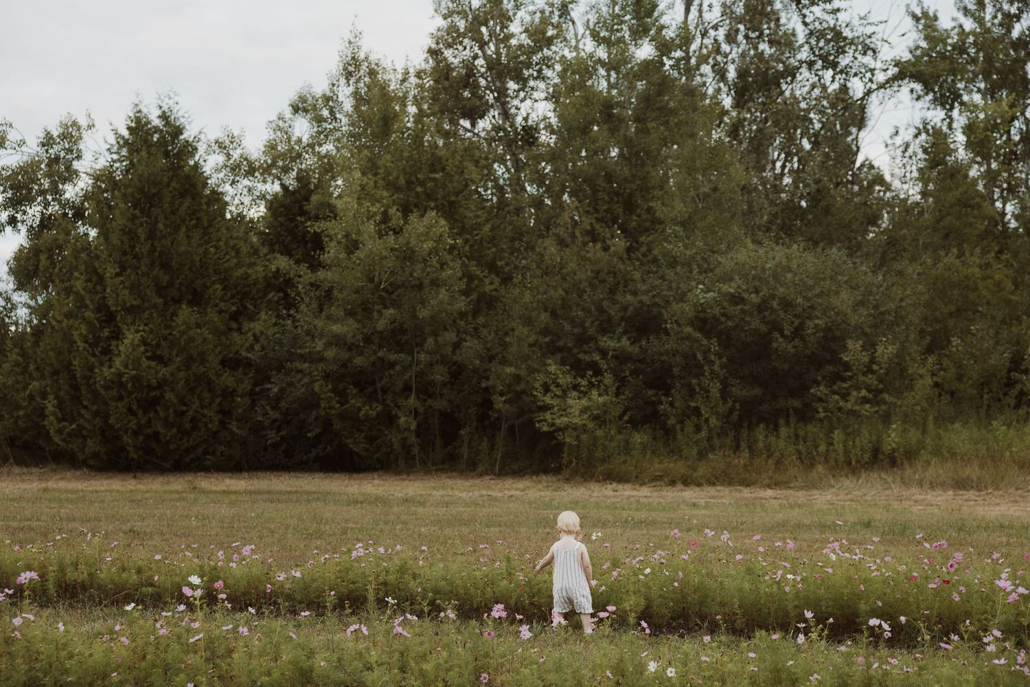 Toddler in white outfit walking alone through a wildflower meadow surrounded by tall trees.
