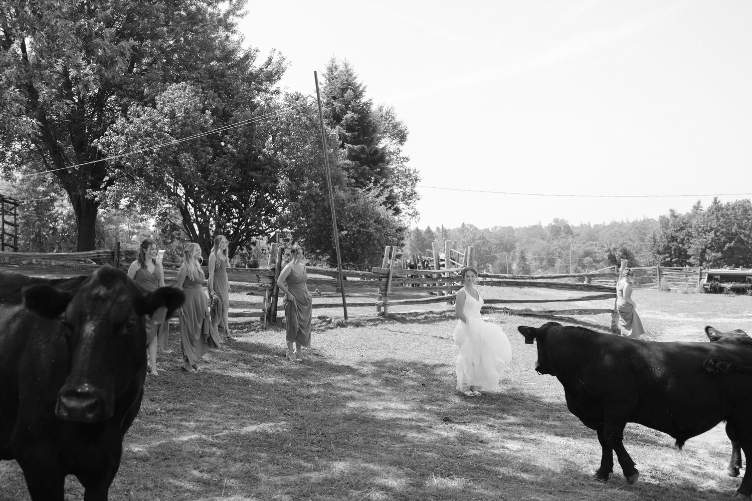 Black and white photo of wedding party walking past black cattle on rustic farm with wooden fence.