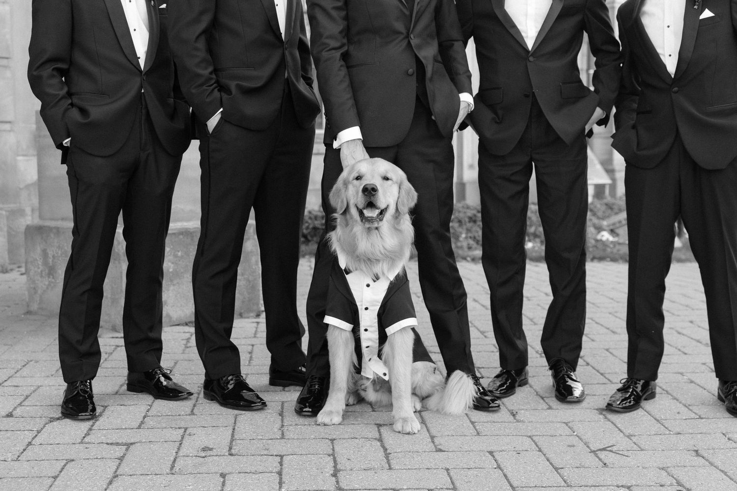 Black and white photo of groomsmen in tuxedos posing with a golden retriever wearing a tiny tuxedo.