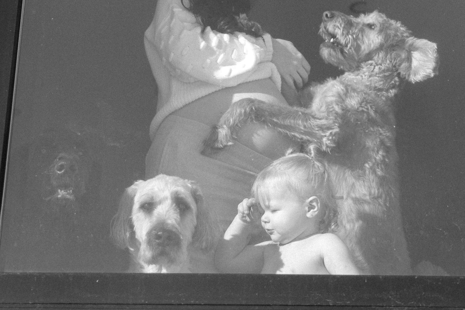 Black and white photo of a pregnant woman with a toddler and two dogs looking out a window together.