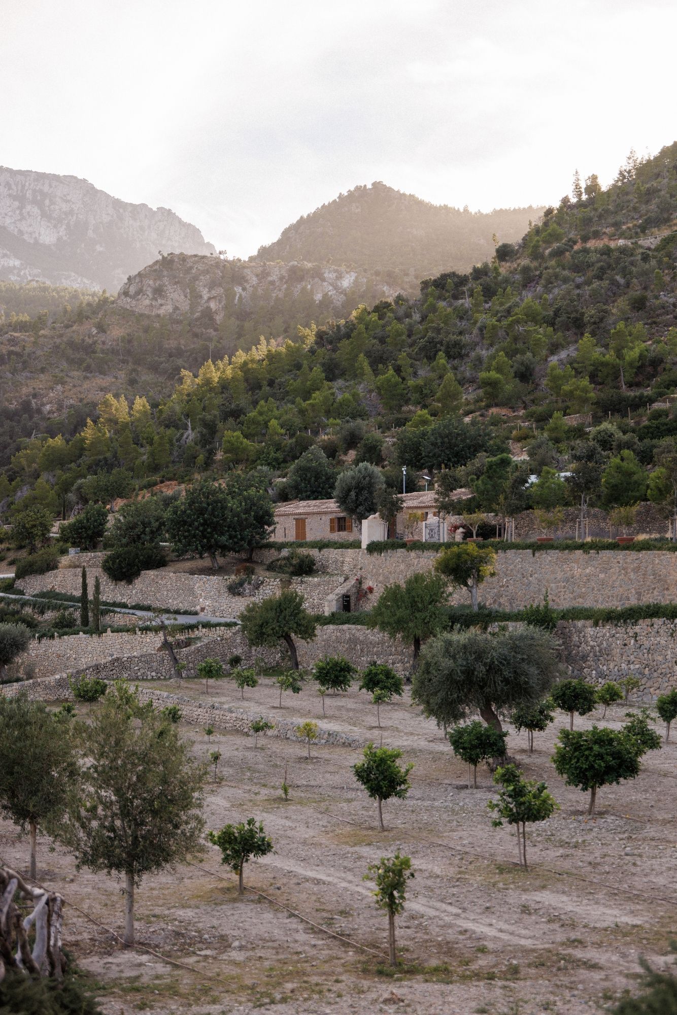 Mediterranean hillside landscape with stone terraces and scattered olive trees. Mallorca Son Bunyola
