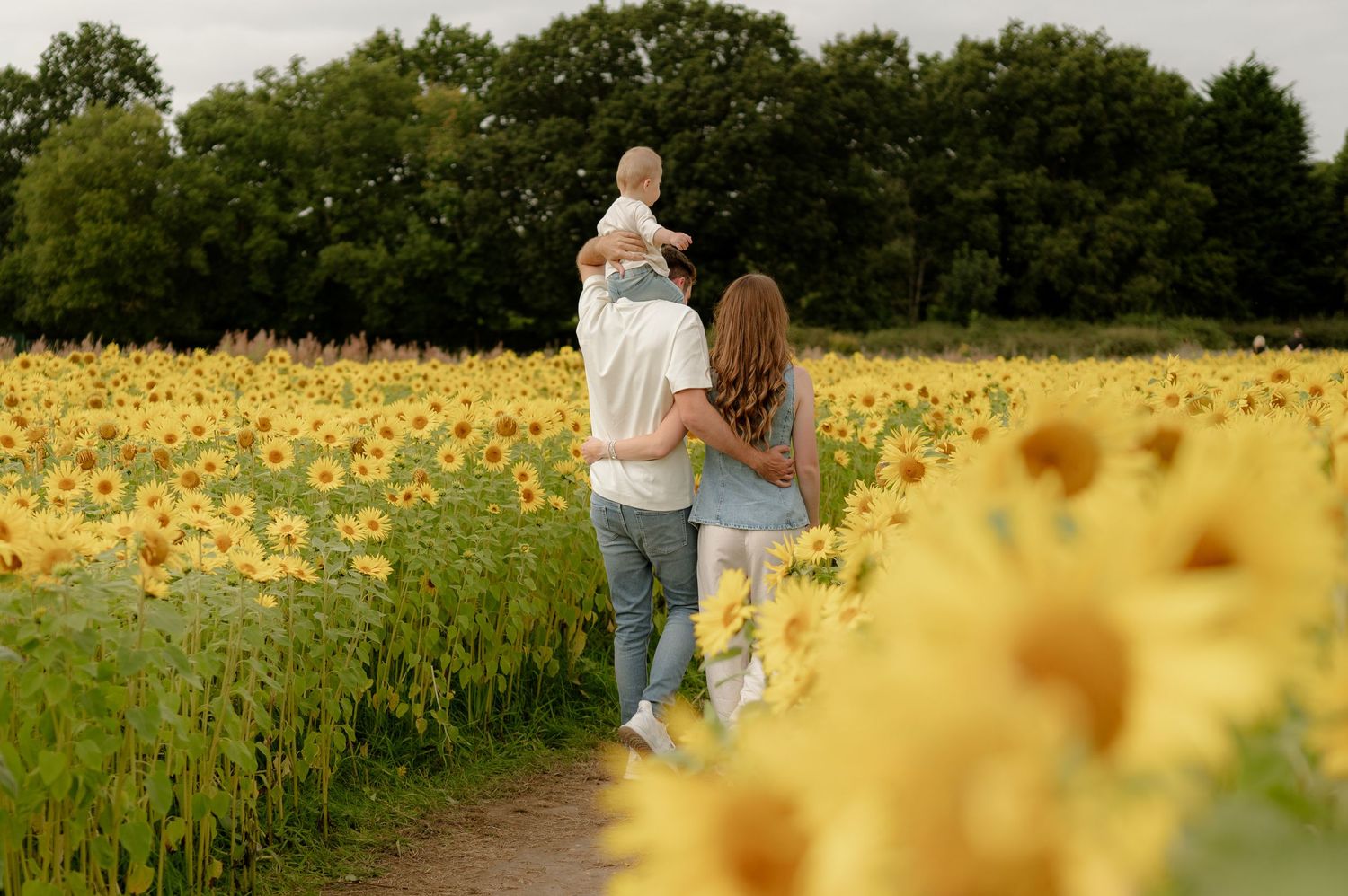 Family of three walking through a vibrant sunflower field, father carrying toddler on his shoulders.
