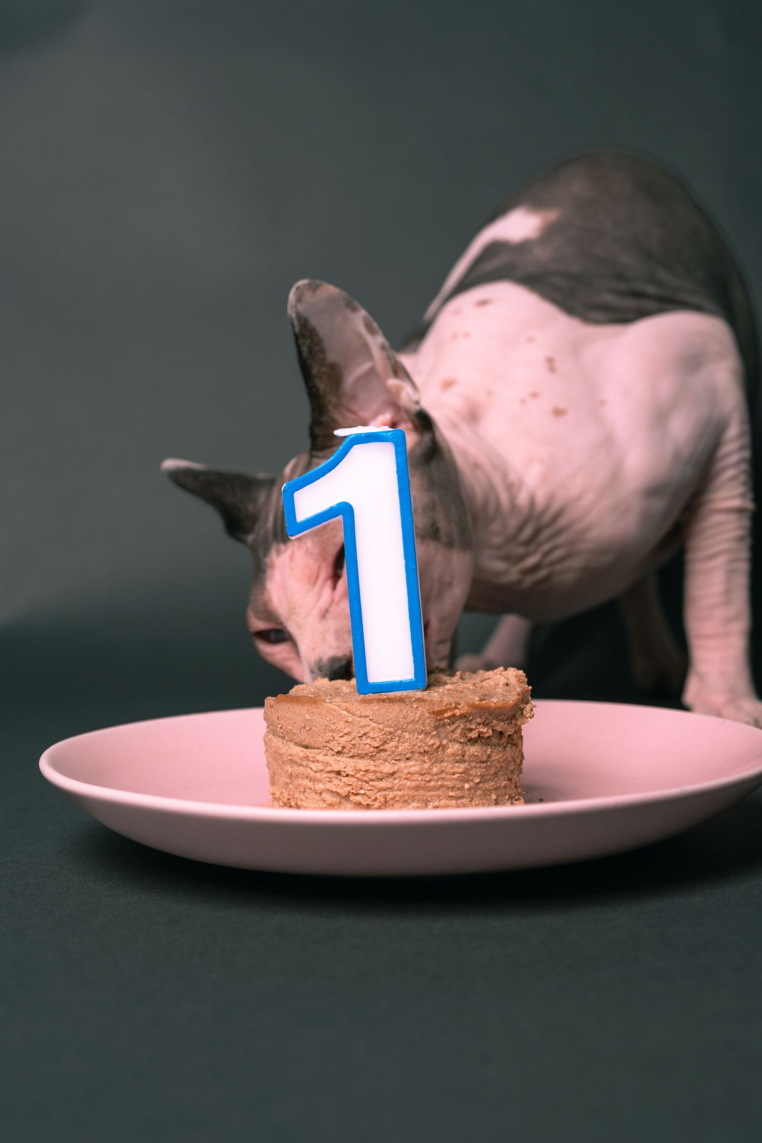 Hairless Sphynx cat eating from a pink plate with number one birthday candle. Pet photography in Regina Saskatchewan.