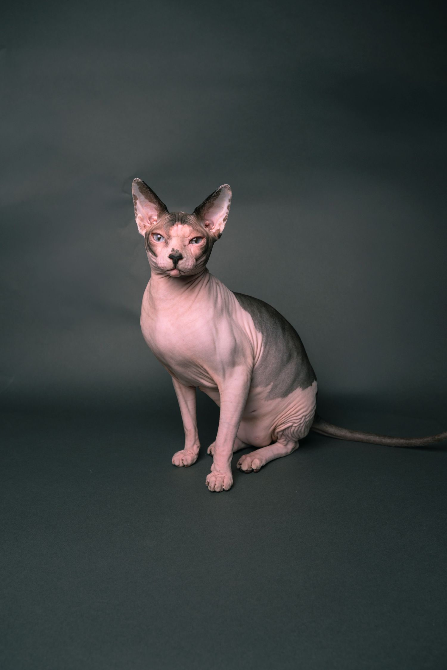 A hairless Sphynx cat with large ears sits upright against a dark gray studio background. Pet photography in Regina Saskatchewan .
