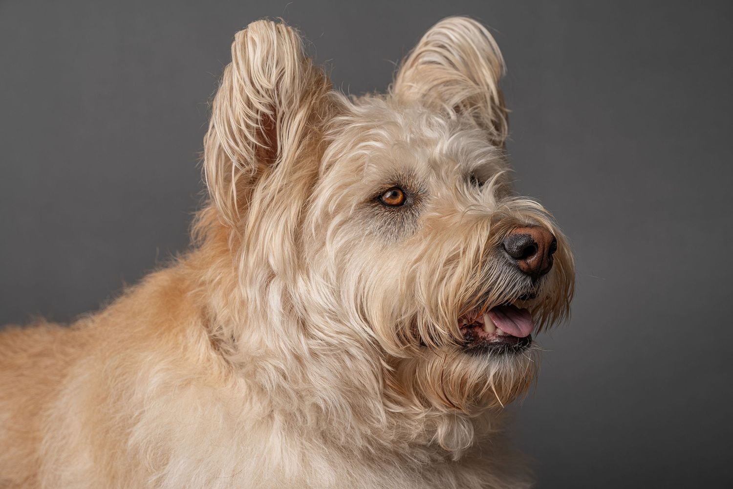 A fluffy cream-colored Wheaten Terrier dog with shaggy fur posed against a gray studio background.Family photography in Regina Saskatchewan.