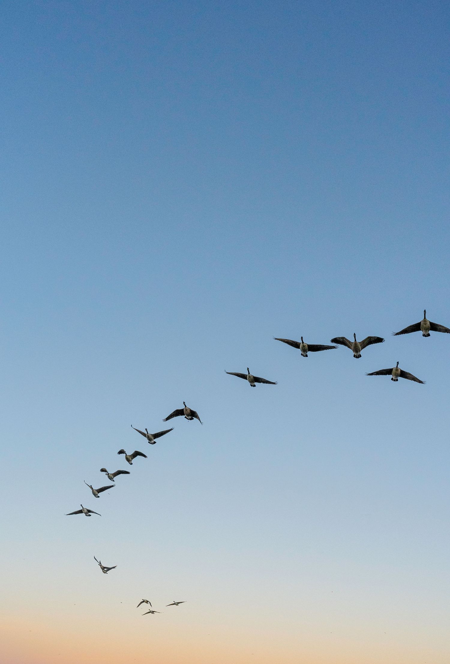 Flock of Canada geese flying in V-formation against a clear blue gradient sunset sky.