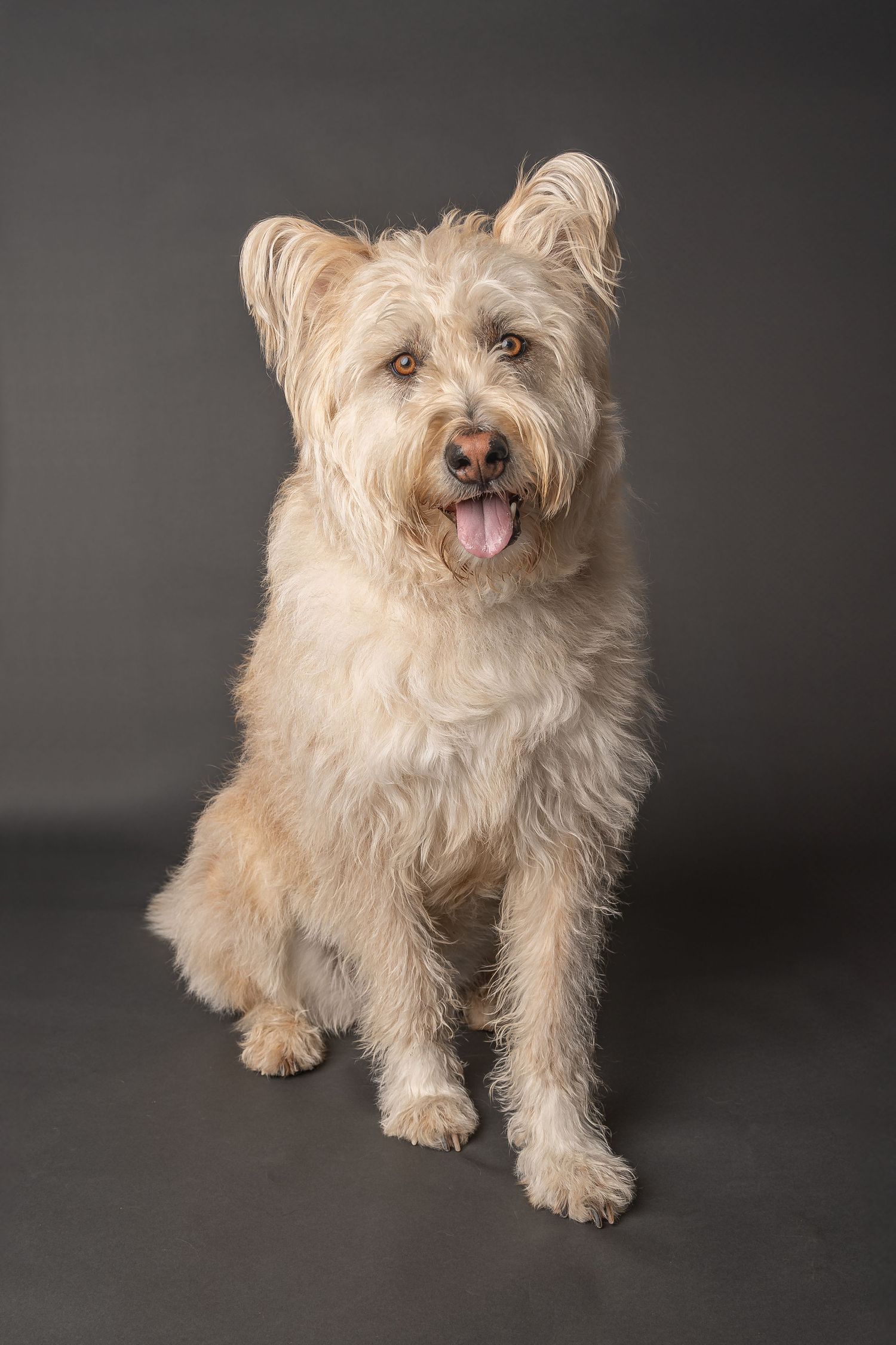 Fluffy cream-colored terrier mix dog sitting with tongue out against gray studio background.