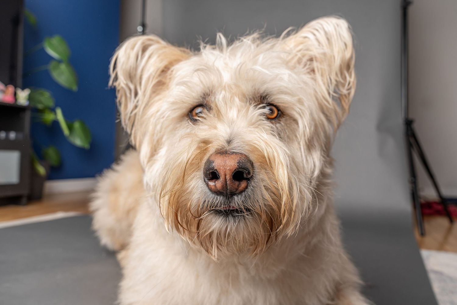 Close-up portrait of a scruffy cream-colored terrier mix dog indoors. Pet photography in Regina Saskatchewan.
