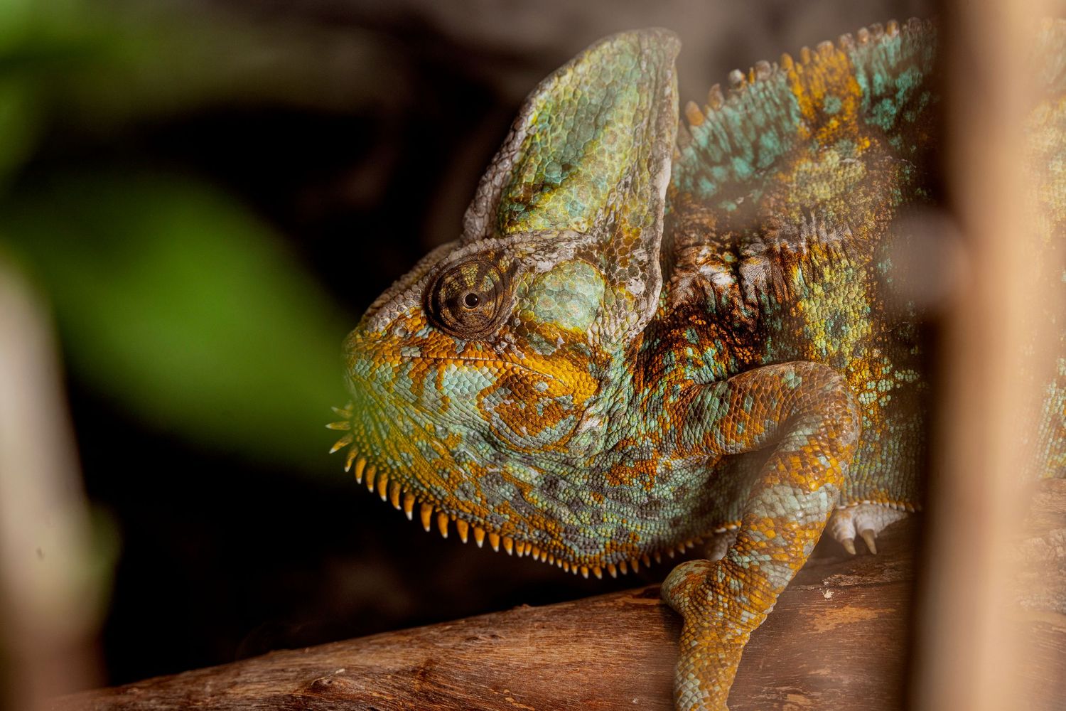 A vibrant green and orange veiled chameleon perches on a branch in its natural habitat. Pet Photography in Regina Saskatchewan.