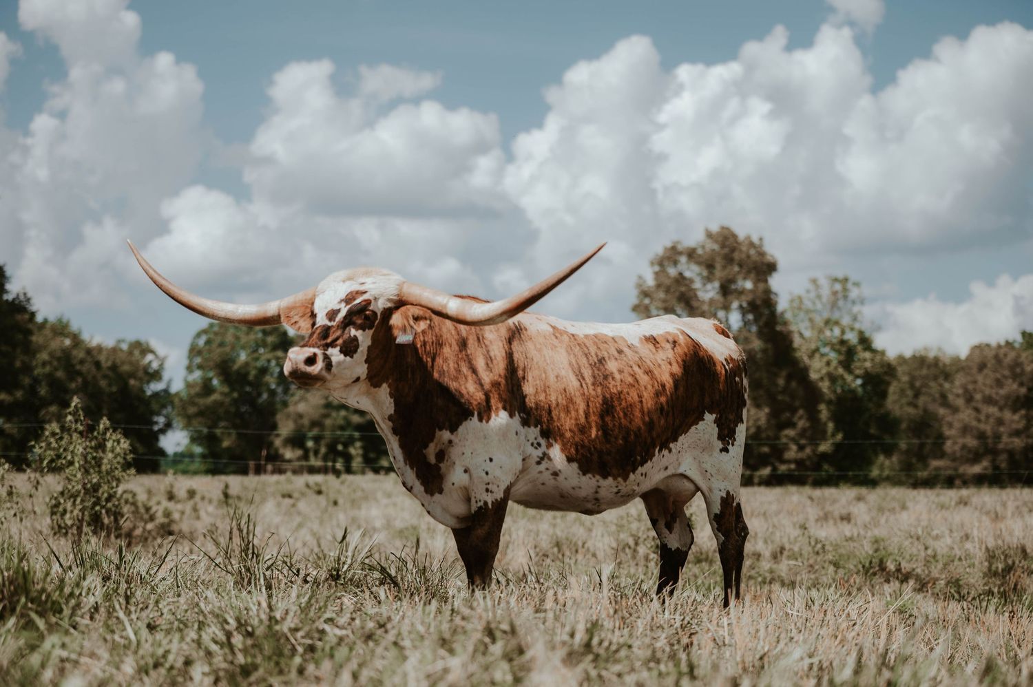 A herd of Texas Longhorn cattle grazing in a sunny field with white clouds in the sky.