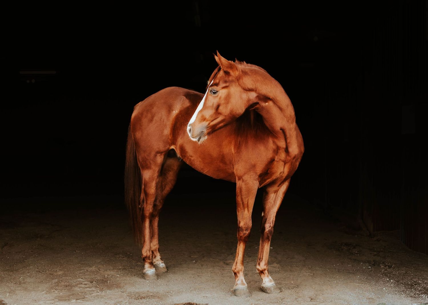 Multiple views of a chestnut horse with white markings photographed in a studio setting.