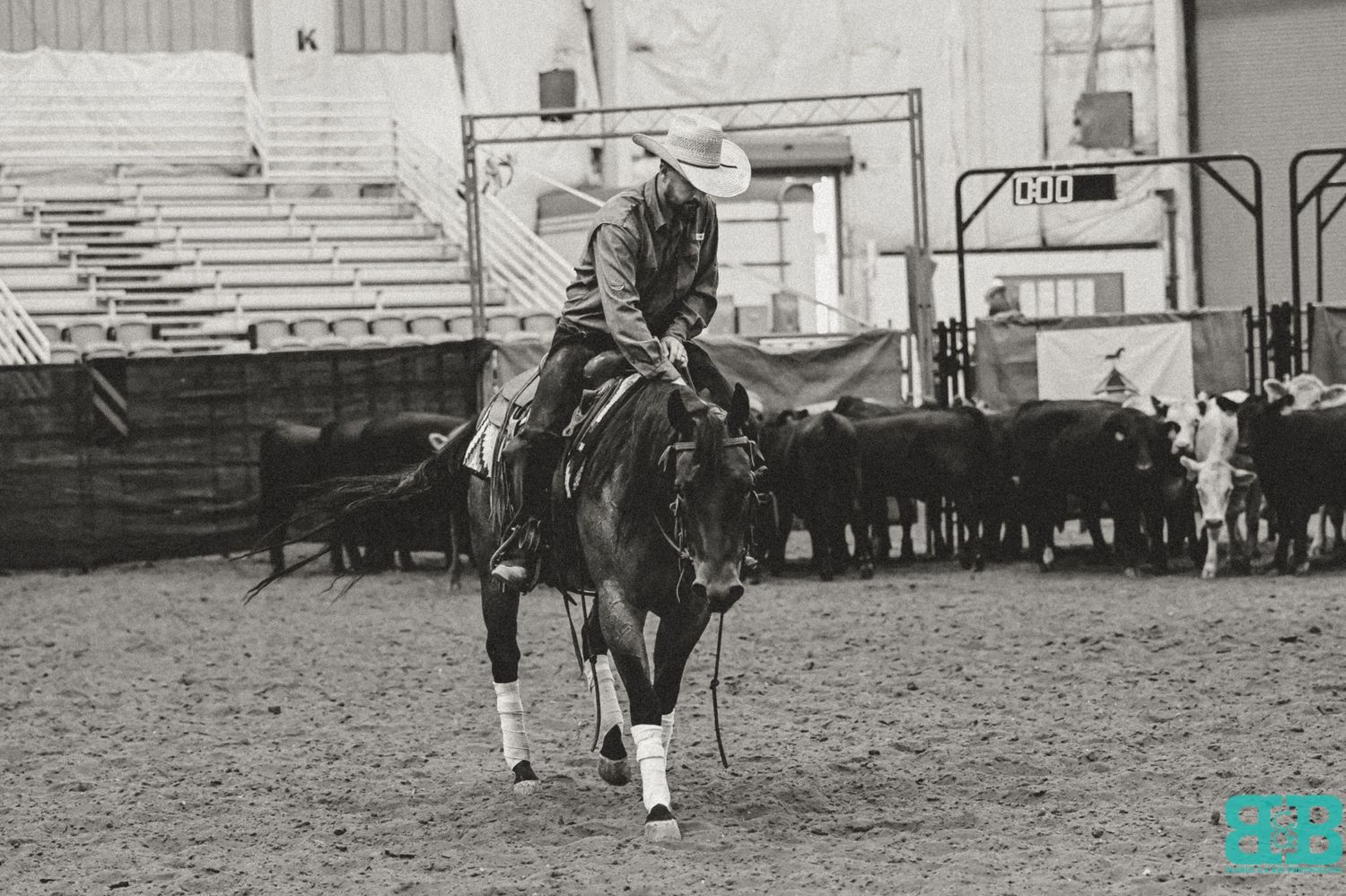 Vintage black and white photo of a rider on horseback herding cattle in an indoor arena.