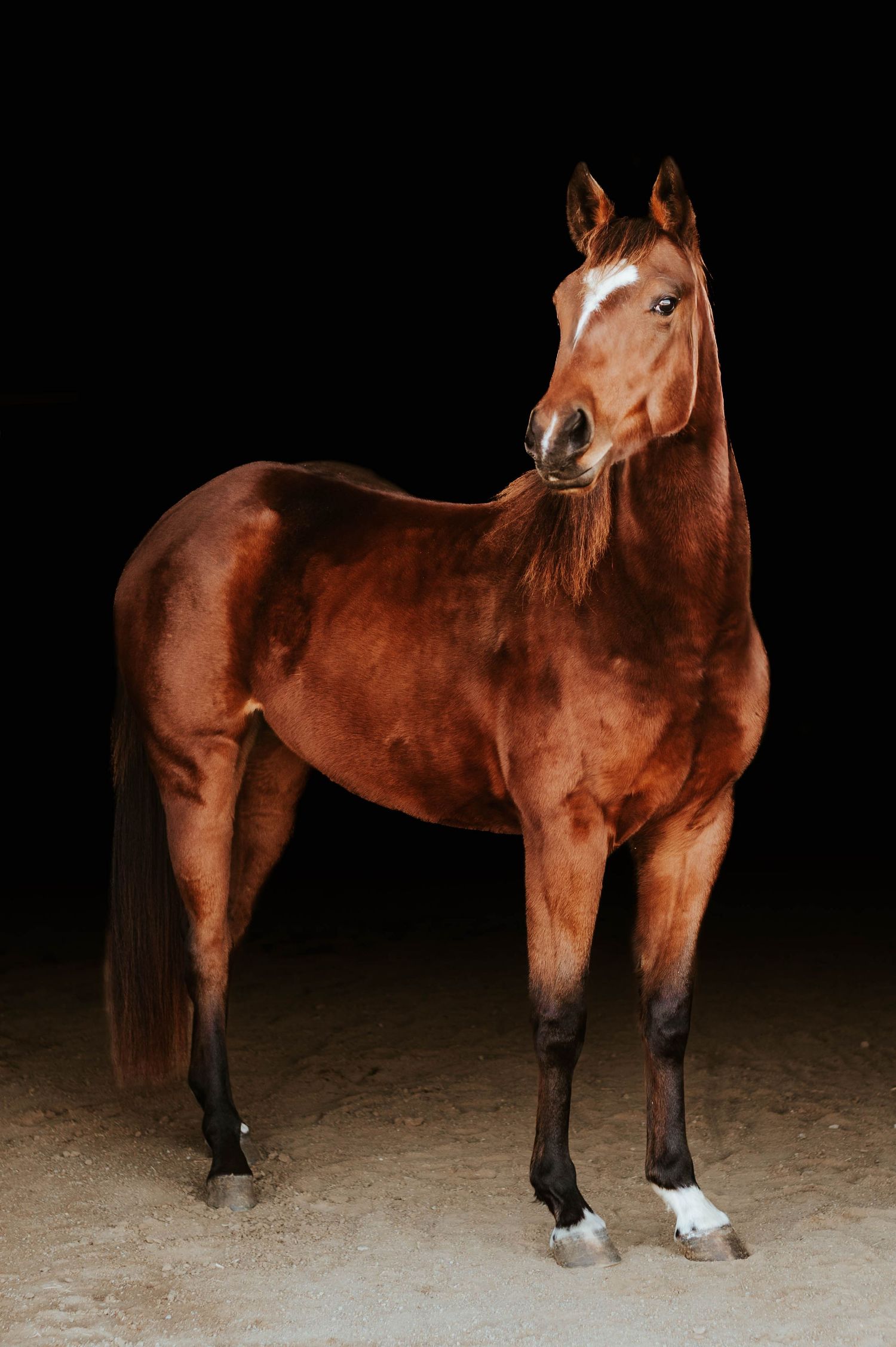 Series of professional equine portraits showing a chestnut horse with black socks.