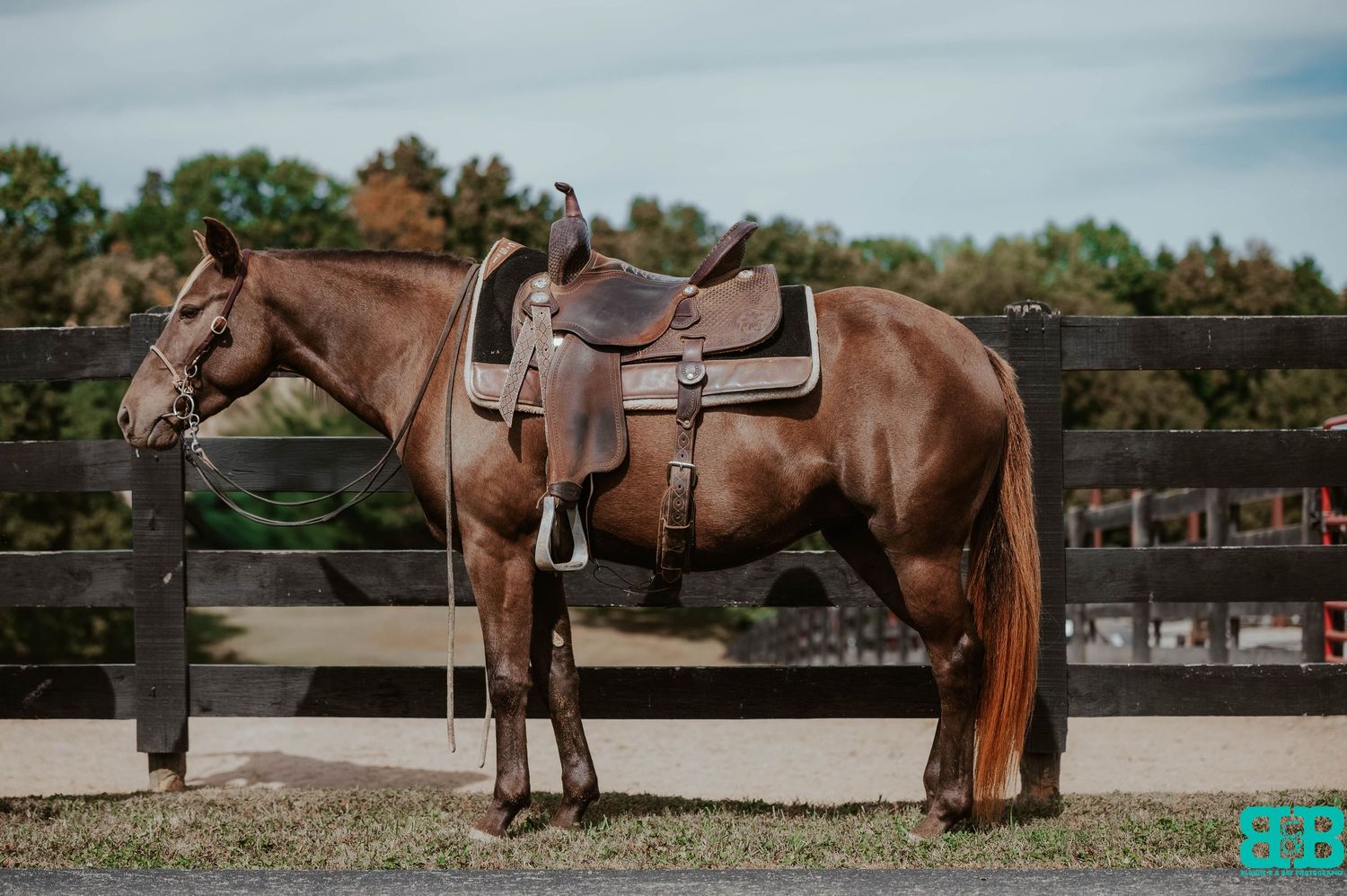 Brown saddled horse stands in dusty arena with white fencing and buildings visible.