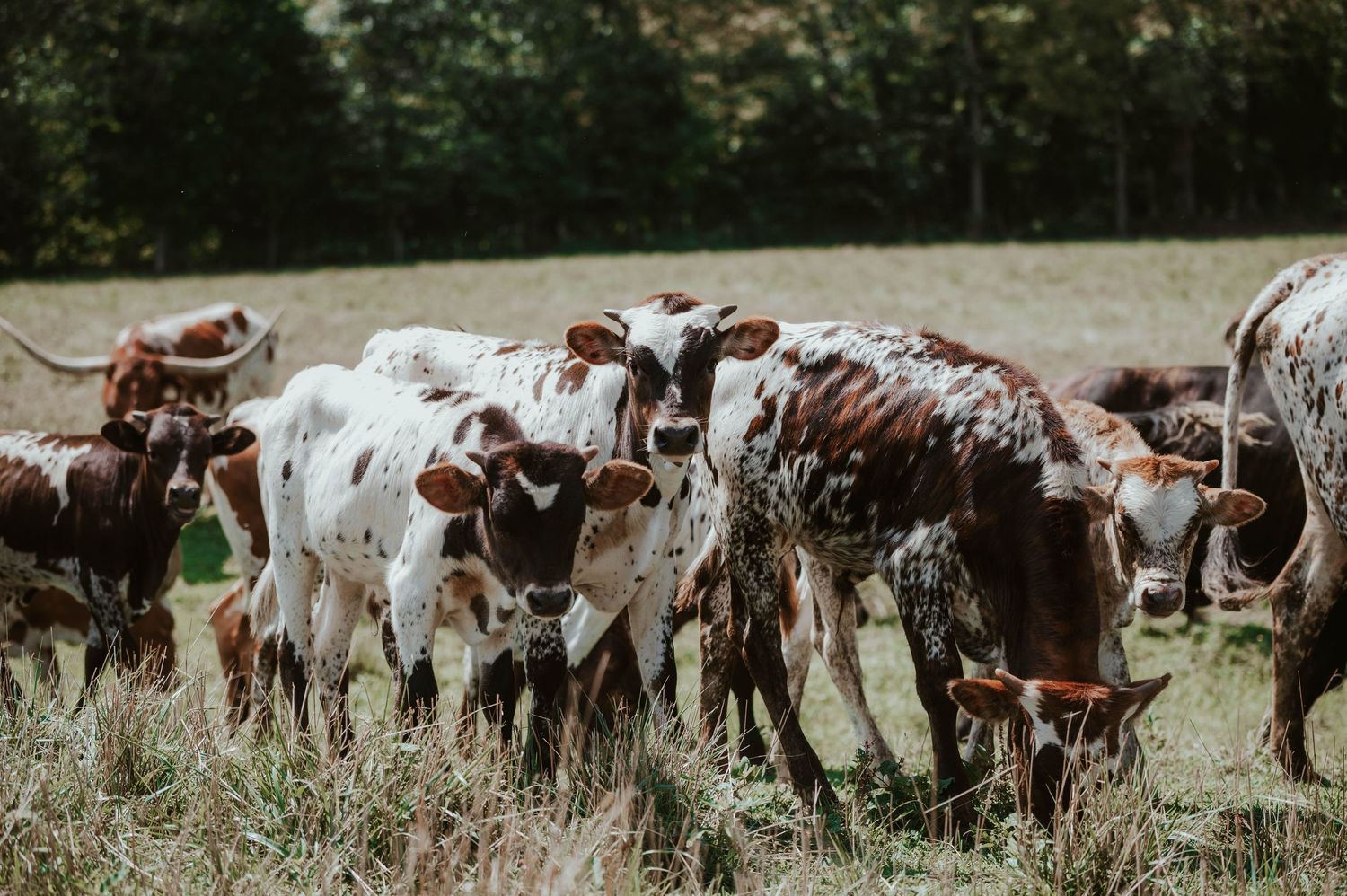 Brown and white Texas Longhorn cattle standing together in a grassy pasture.